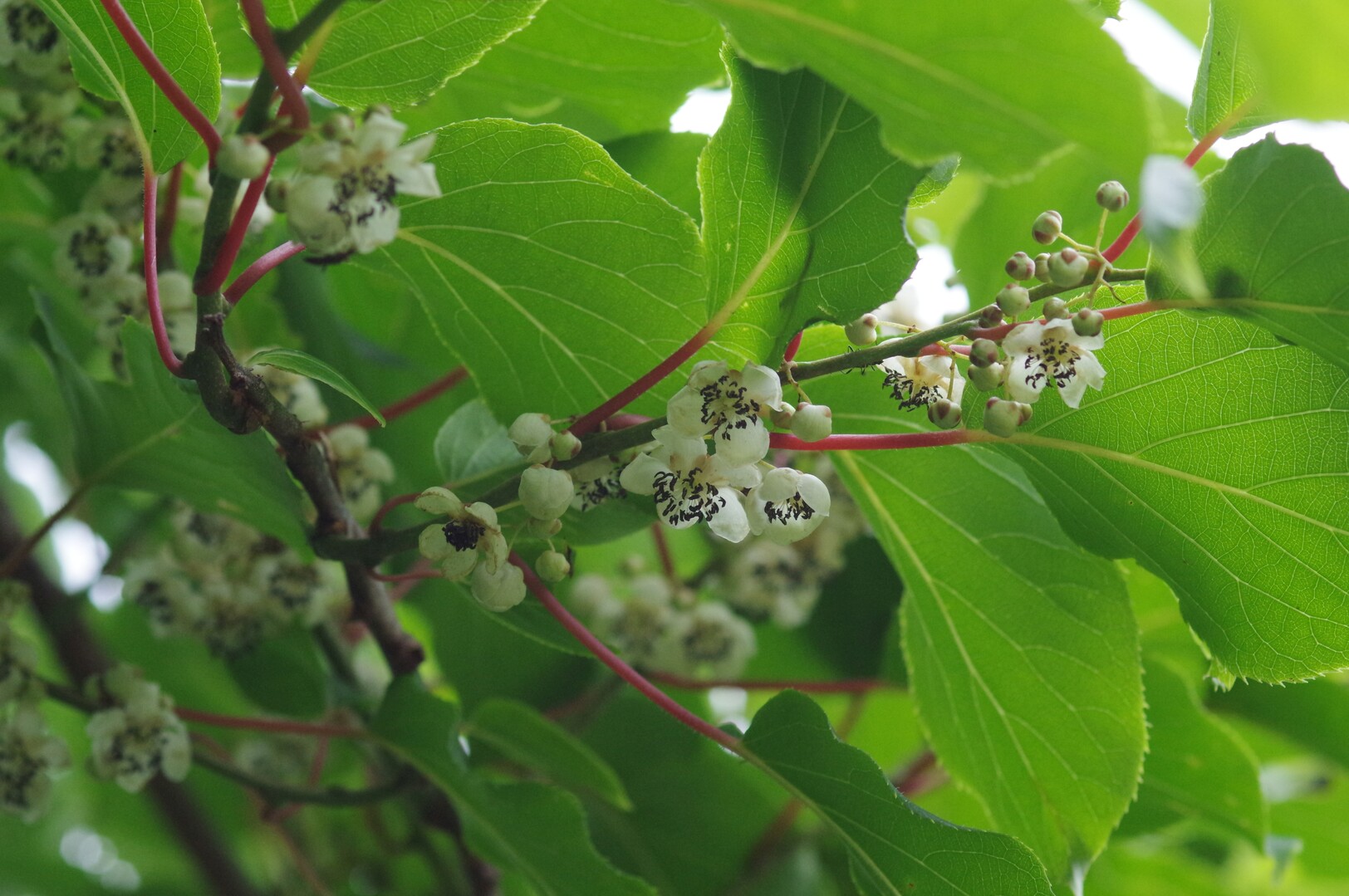 赤兎山は花盛り 山頂には赤鬼が 赤兎山 猪鼻山の写真61枚目 サルナシ マタタビ科マタタビ属 Yamap ヤマップ