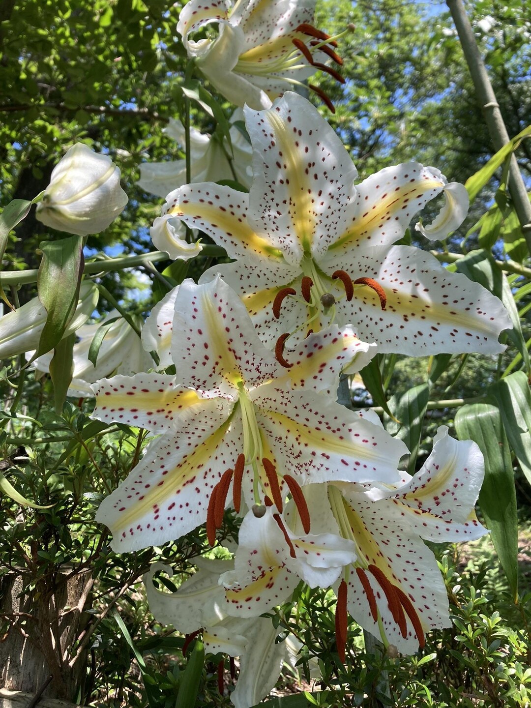陣馬山・南郷山・富士小屋山・赤岩山・景信山・城山（小仏城山）・高尾山・神変山 / さくらさんの高尾山・陣馬山・景信山の活動データ