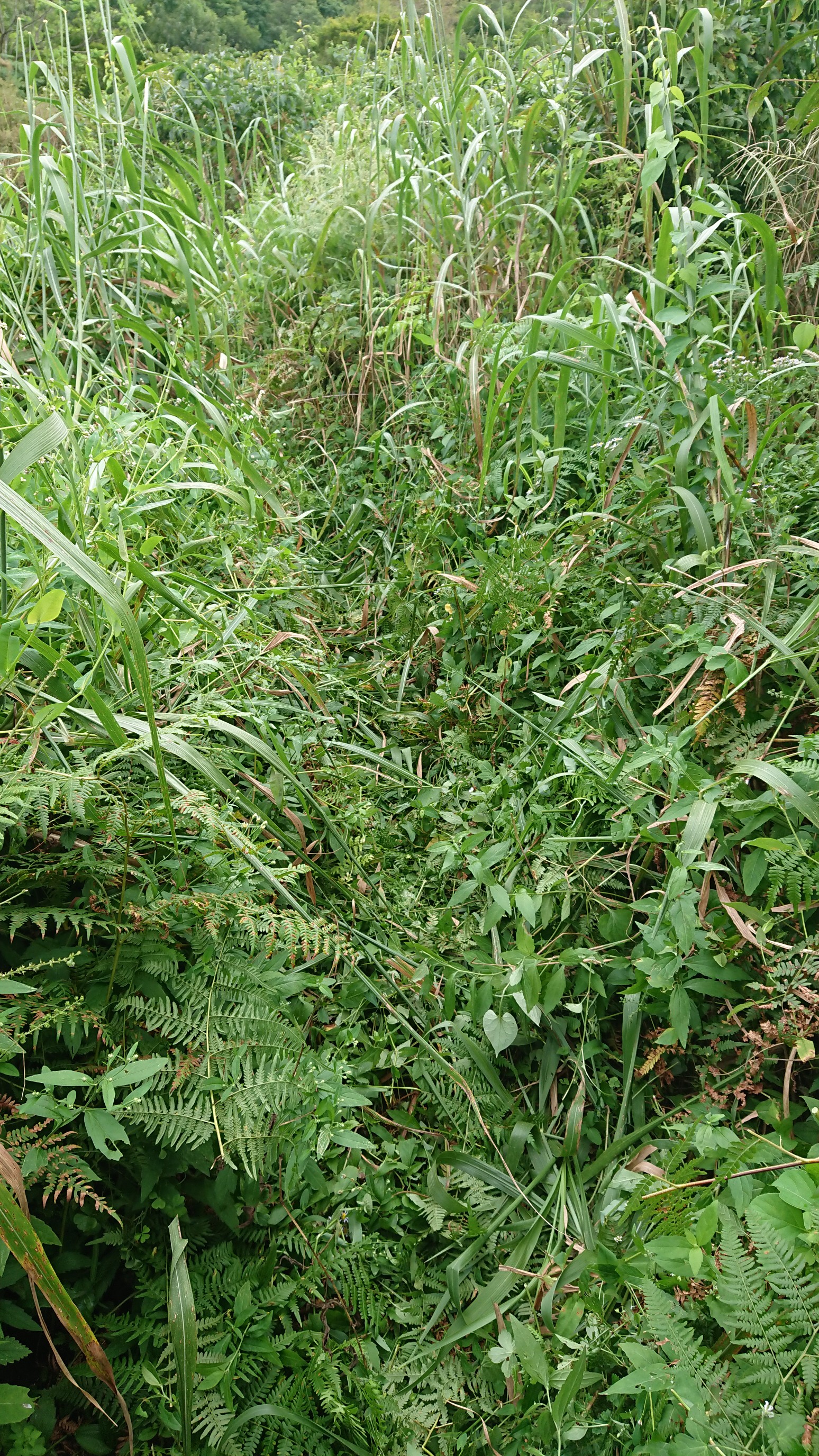 木六山・銀次郎山 After