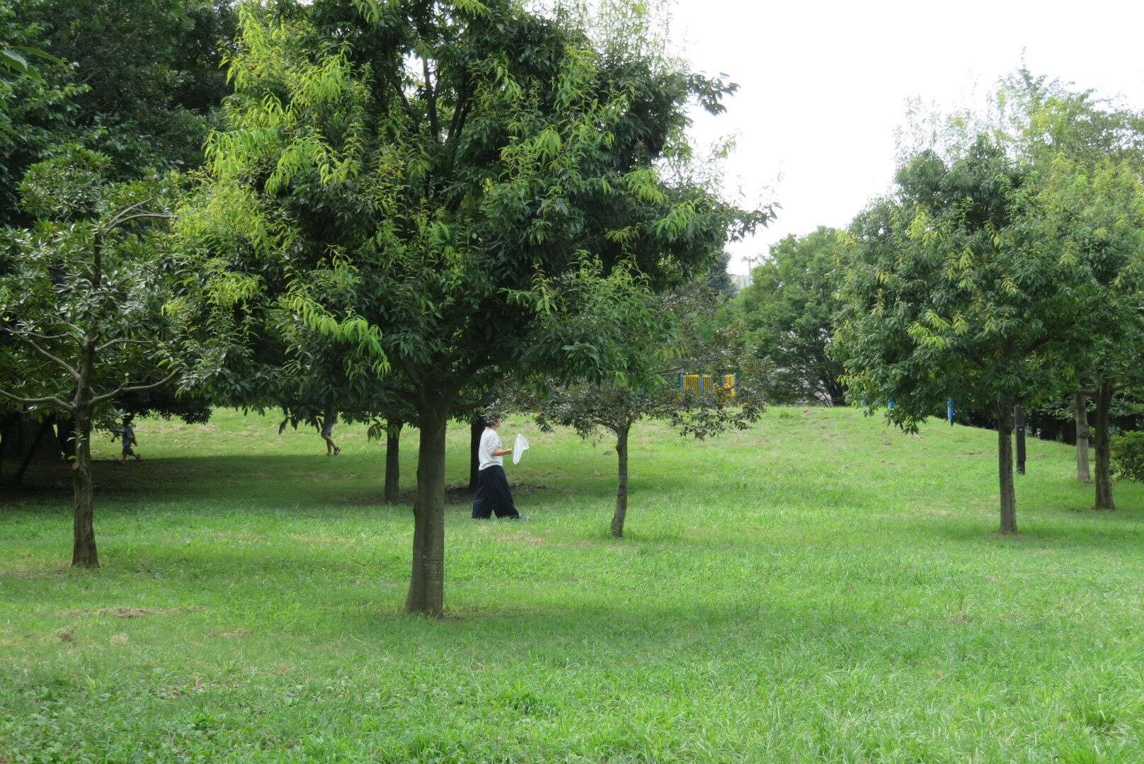 善福寺川 蚕糸の森公園から角川庭園 19 08 25 白猫マイカさんの東京都23区 西エリアの活動日記 Yamap ヤマップ