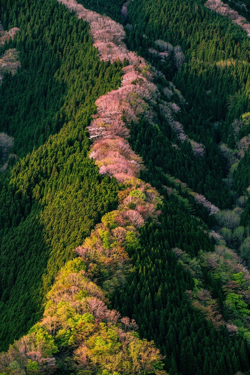 奈良県上北山村のナメゴ谷。 尾根を彩る桜... / KAZさんのモーメント YAMAP / ヤマップ
