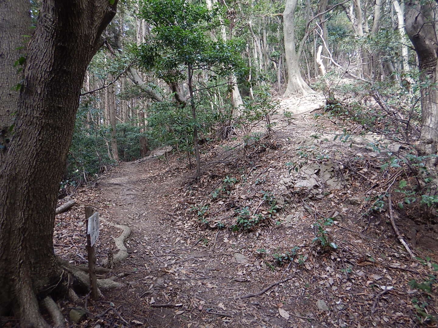 鳥越山・白山(首羅山）・河原山・宮若山・どんぐり山・忍岳・犬鳴山(熊ヶ城)・猪野・高揚山・三本... / 犬鳴山・西山（鮎坂山）の写真72枚目
