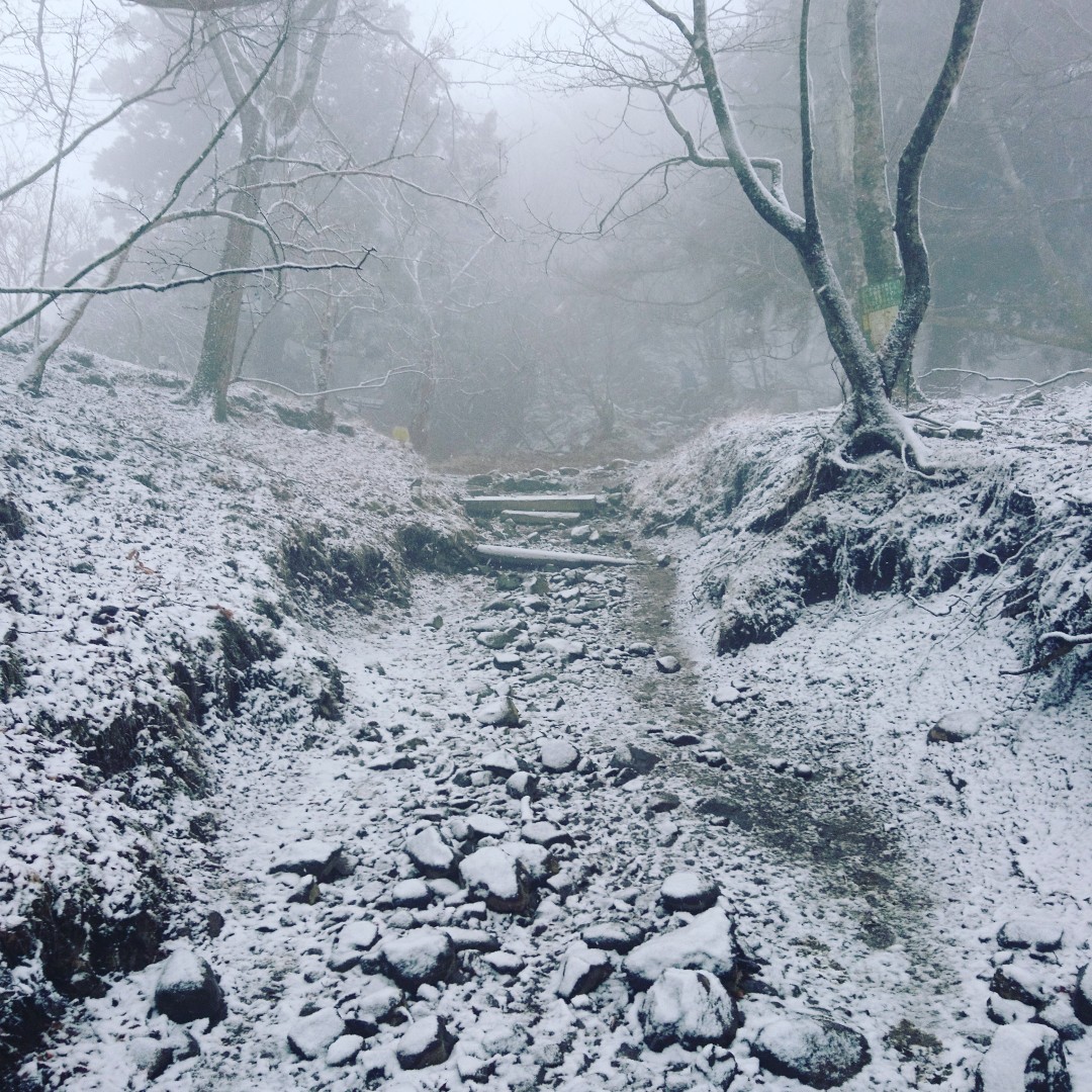 丹沢 大山 まさか の雪 オックンさんの大山の活動日記 Yamap ヤマップ