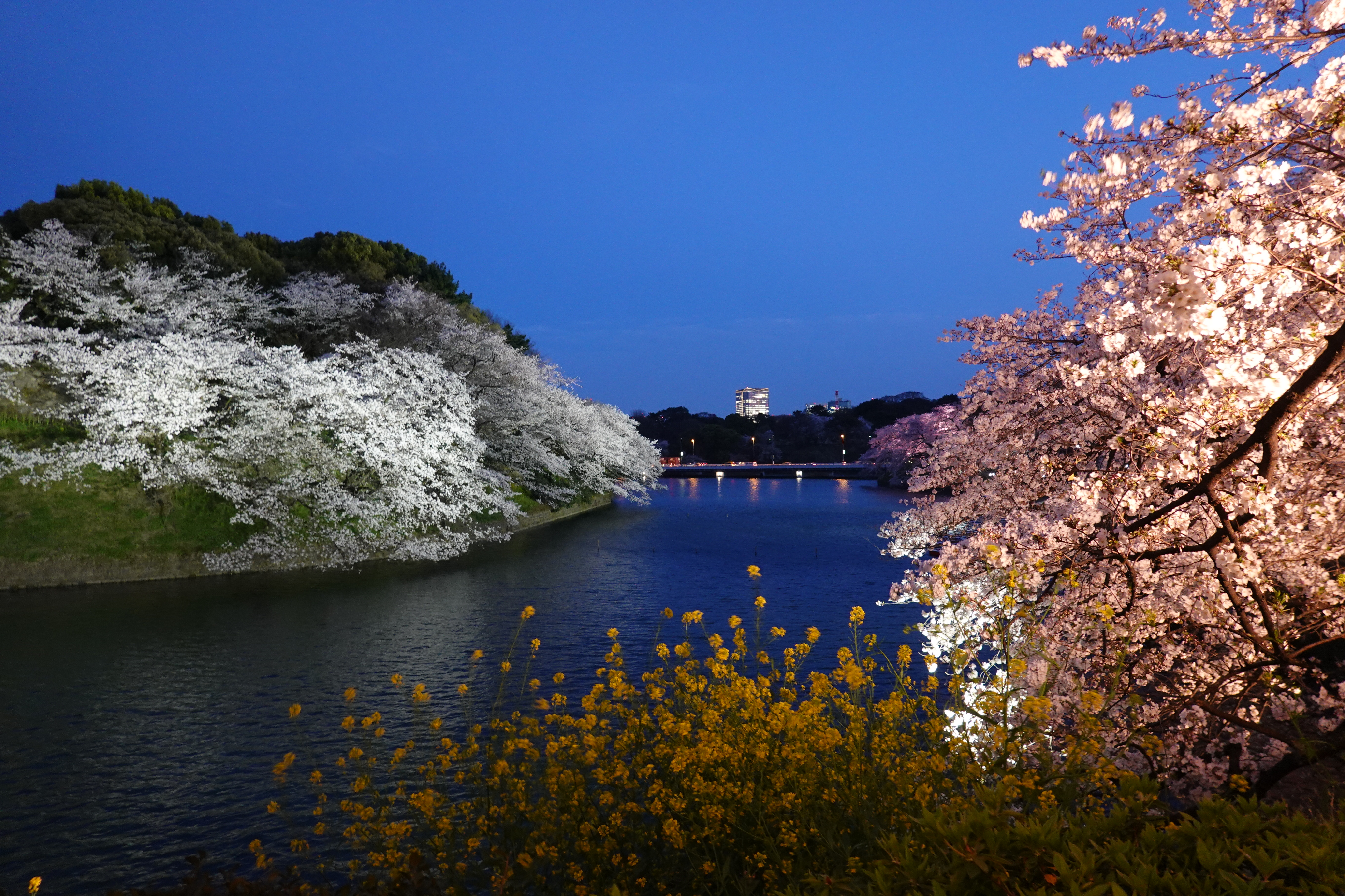 千鳥ヶ淵 靖国 北の丸公園を車椅子を押しながら桜散策 きままにゆるりと過ごし中さんの東京都23区 中央エリアの活動データ Yamap ヤマップ