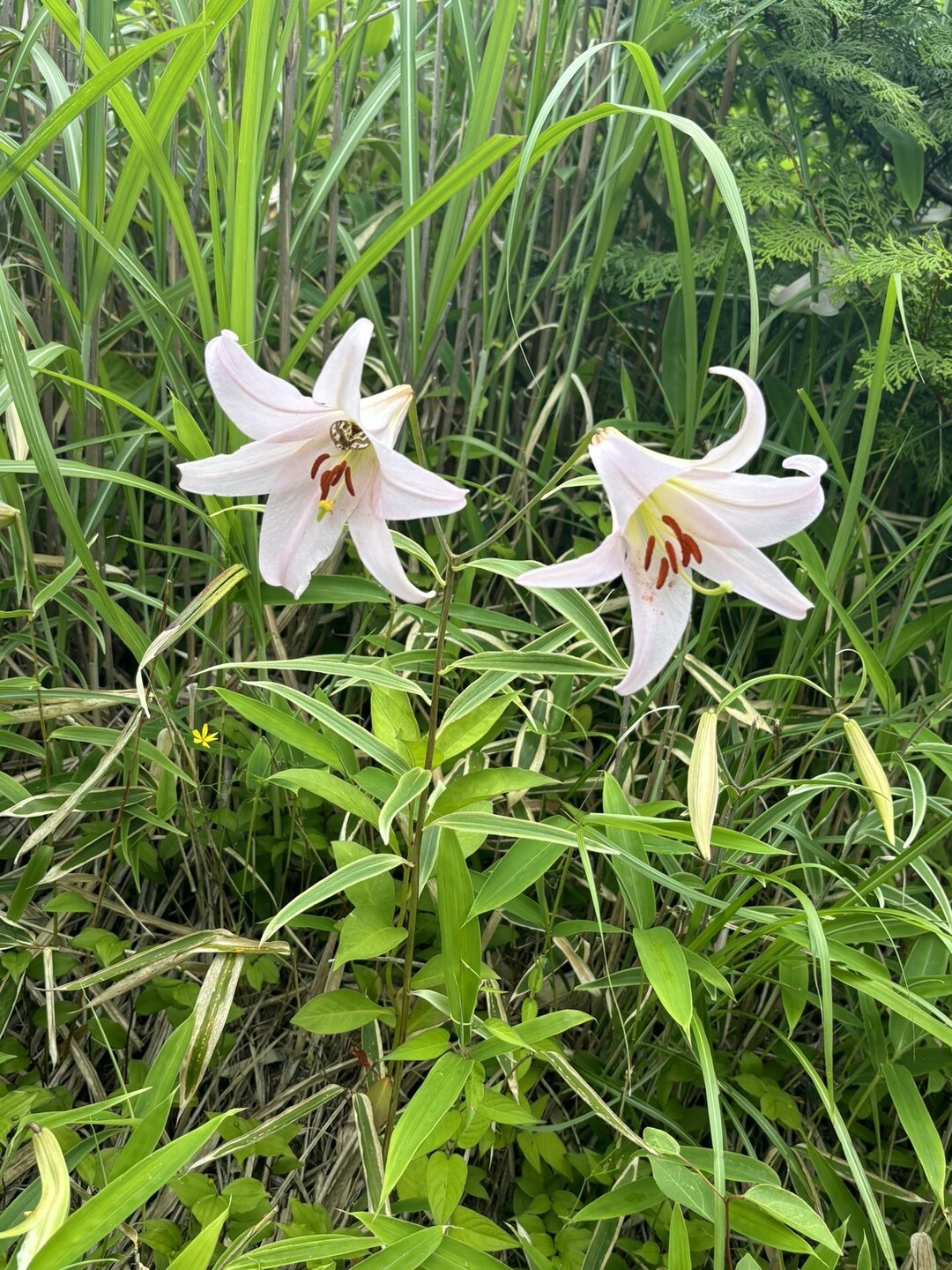 2024年6月15日土曜日 笹子谷登山口... / ぴっぴさんのモーメント YAMAP / ヤマップ