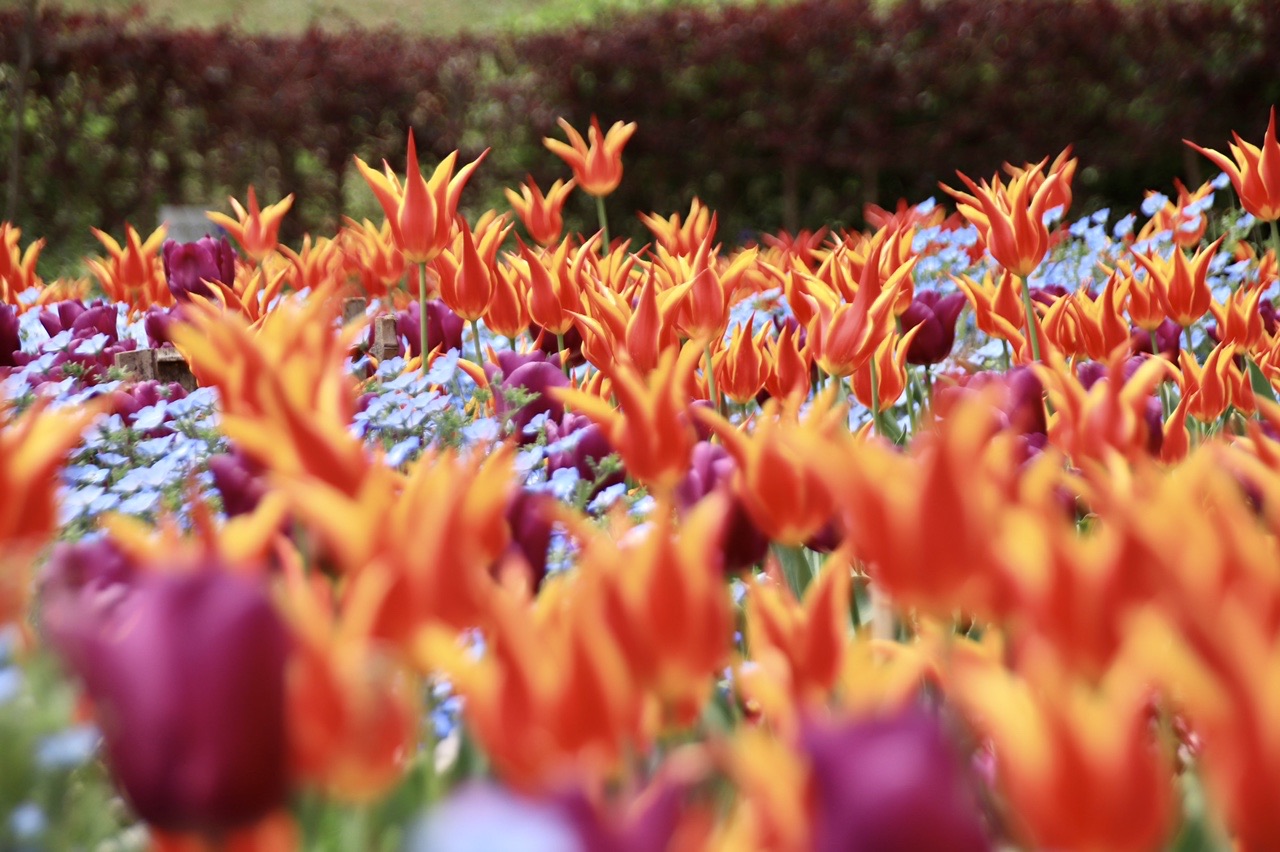 霊鷲山 火の山縦走 トルコチューリップ園花盛り のんのんさんの火の山 下関市 火の山公園 霊鷲山の活動データ Yamap ヤマップ