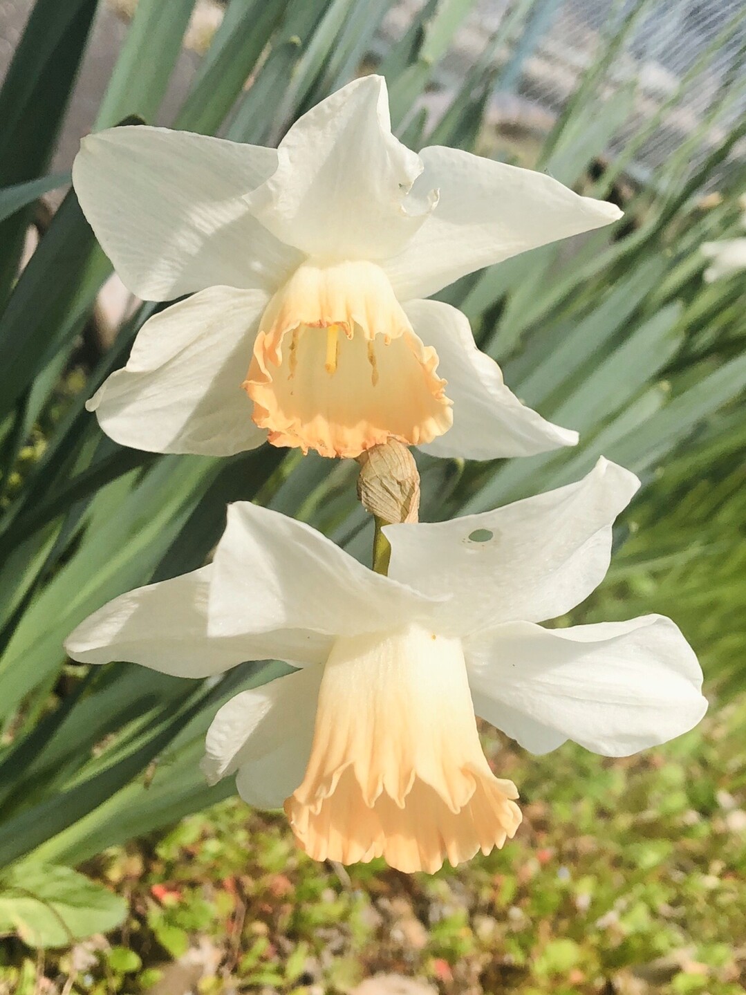 ポンポン山系花綴り 4月 それでも花は微笑み こころの瞳に潤いを やまたいらさんのポンポン山 釈迦岳 小塩山 若山の活動日記 Yamap ヤマップ