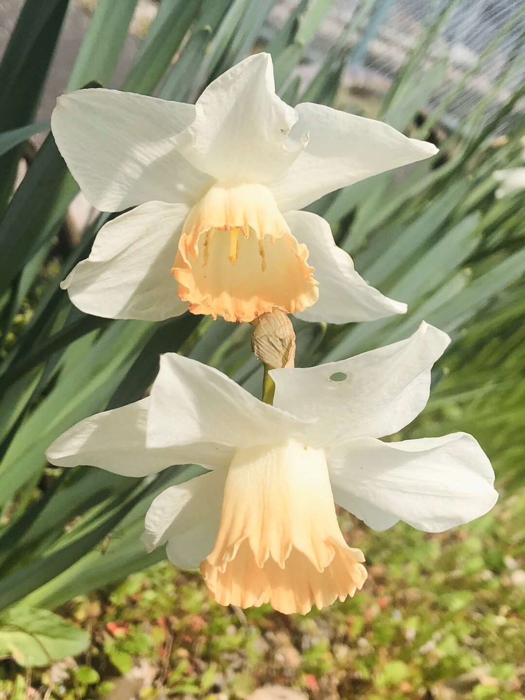 ポンポン山系花綴り 4月 それでも花は微笑み こころの瞳に潤いを ポンポン山 釈迦岳 小塩山 若山の写真6枚目 ラッパ咲き水仙 マウントフット Yamap ヤマップ