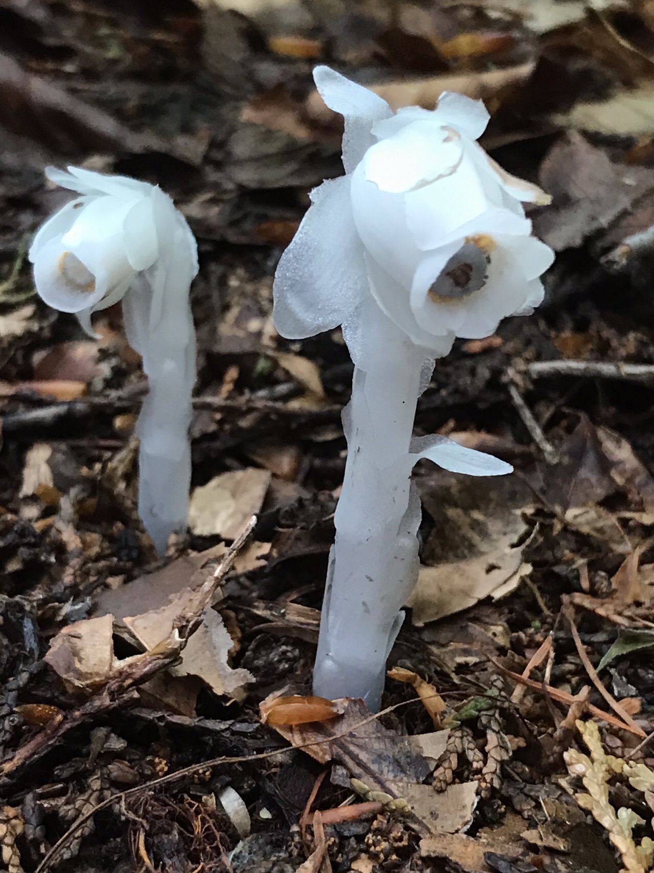 比婆山 烏帽子山 吾妻山 鯉のお世話係 せえあさんの比婆山 立烏帽子山 吾妻山の活動日記 Yamap ヤマップ