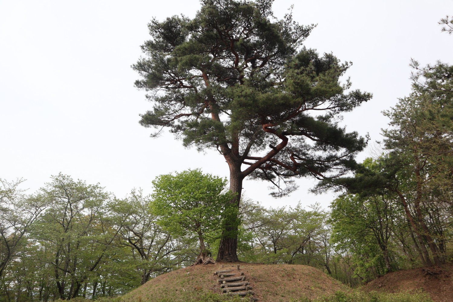 煙山ひまわりパークの菜の花畑 城内山からの田園風景 かずさんの南昌山 東根山 箱ヶ森の活動データ Yamap ヤマップ