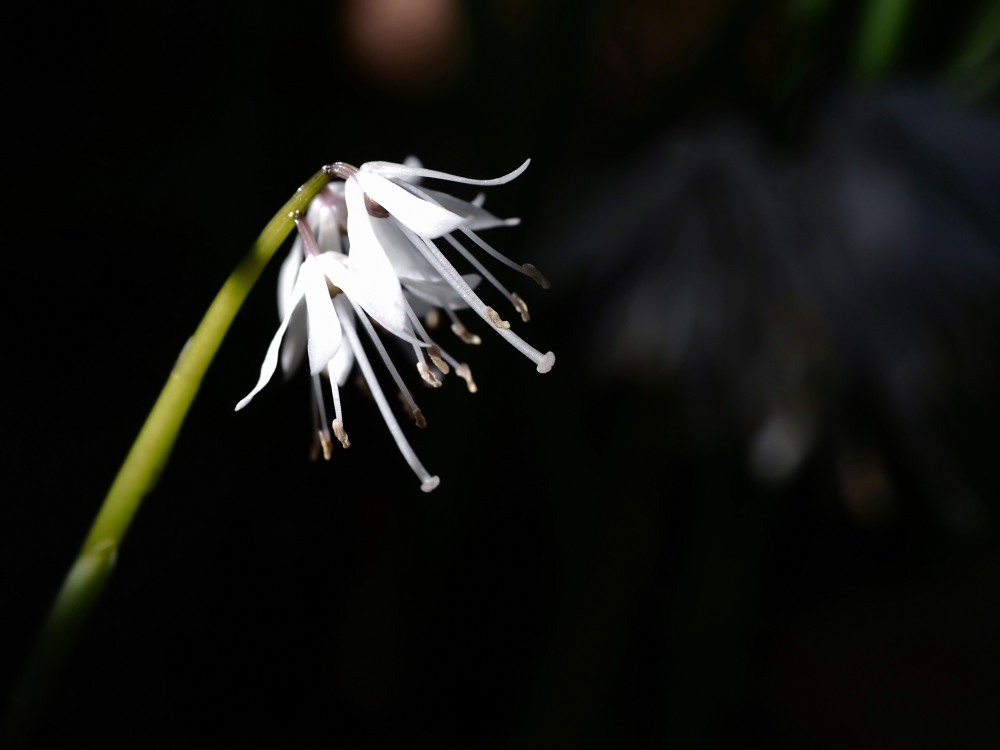 ショウジョウバカマ 猩々袴 花言葉 希望 すなふきんさんのモーメント Yamap ヤマップ