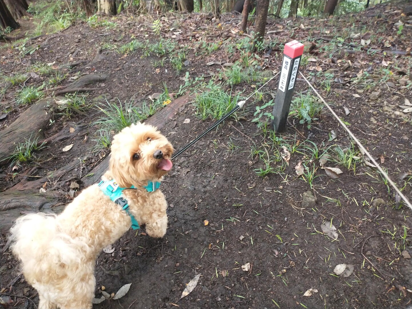 地蔵山・ためぐそ山・深沢山・勝峰山 / P64さんの赤ぼっこの活動データ YAMAP / ヤマップ