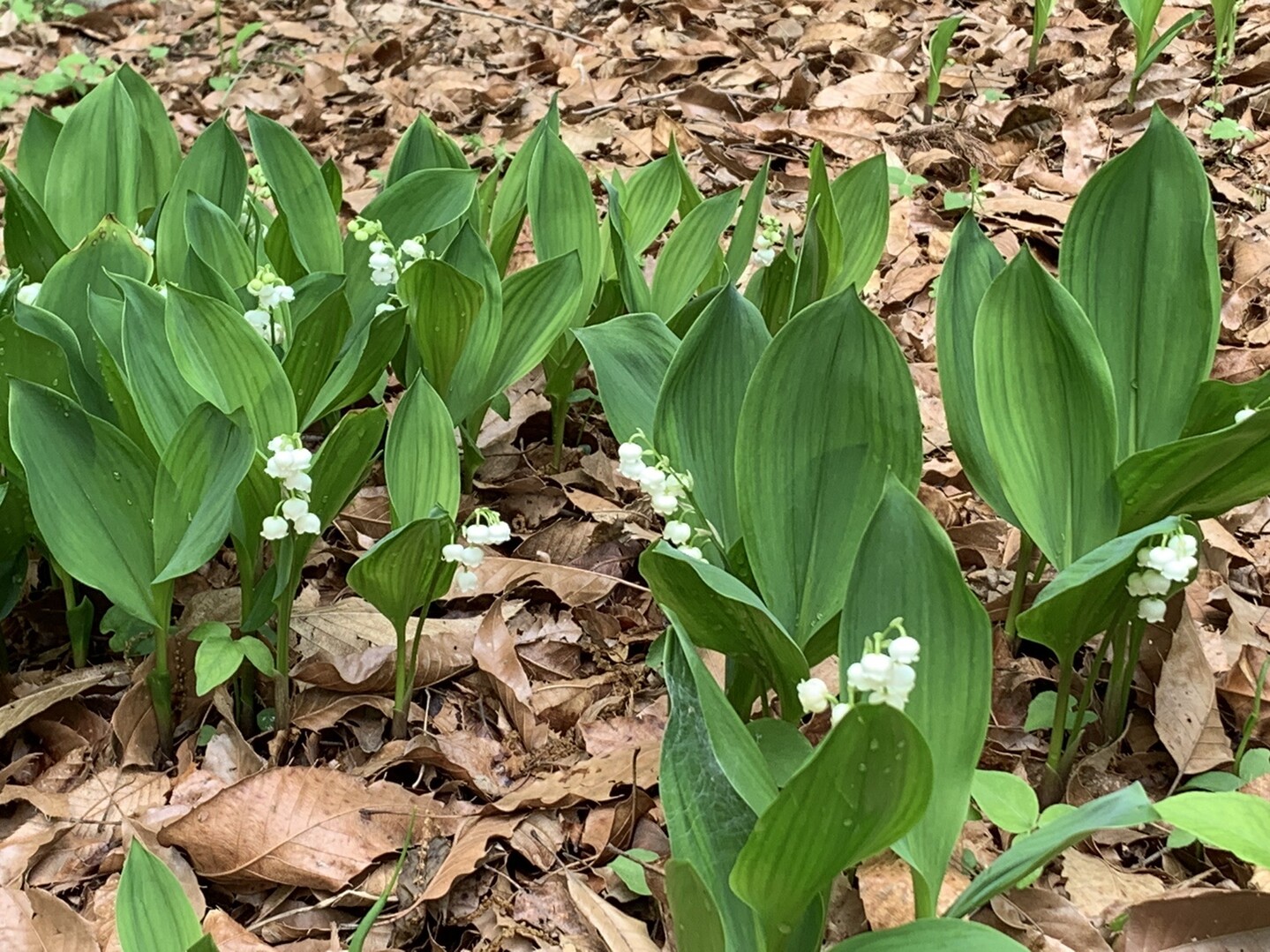 伊佐市大口白木 すずらんの里 05 04 Builder Sinさんの伊佐市の活動データ Yamap ヤマップ