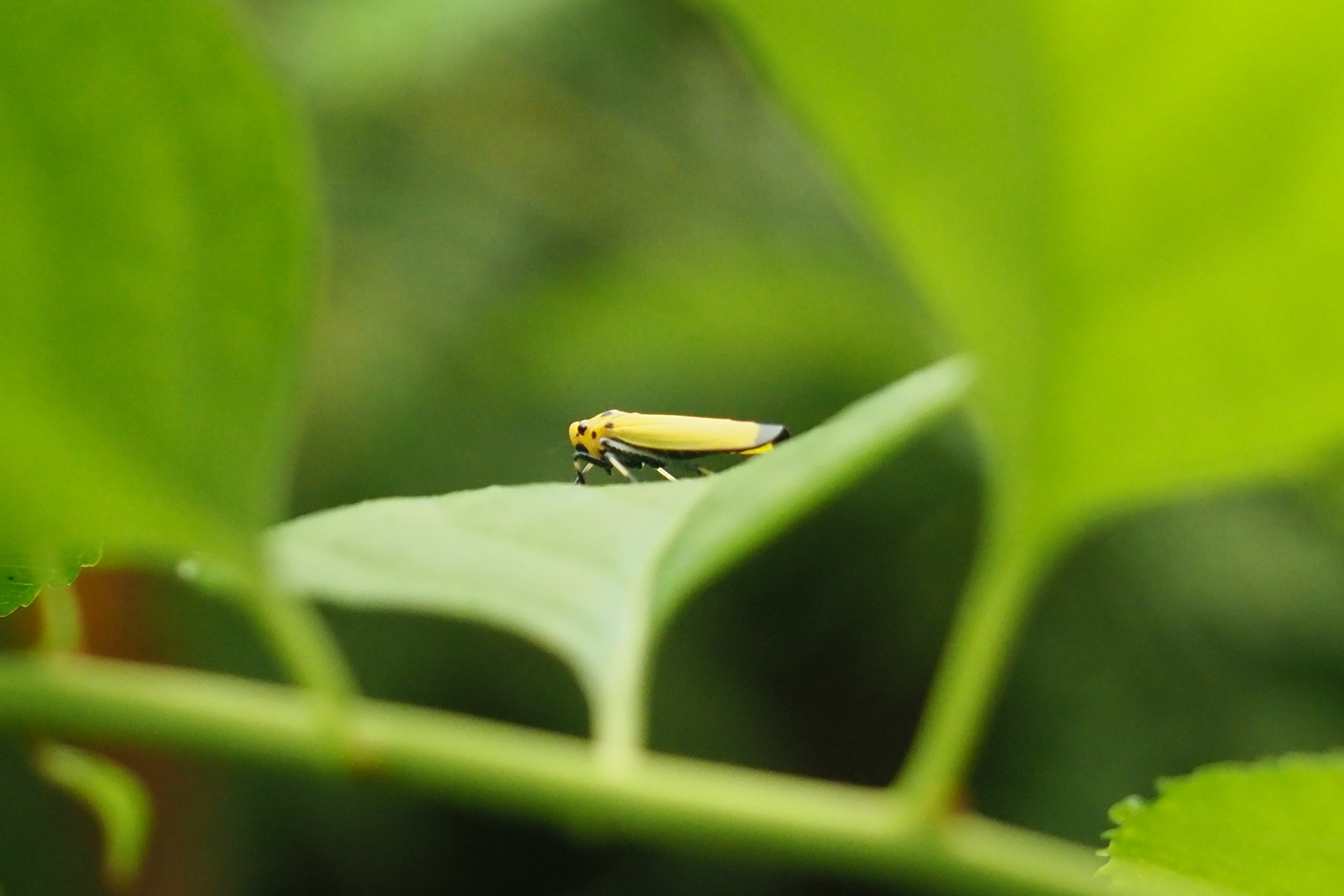 木六山・銀次郎山 影から横顔get