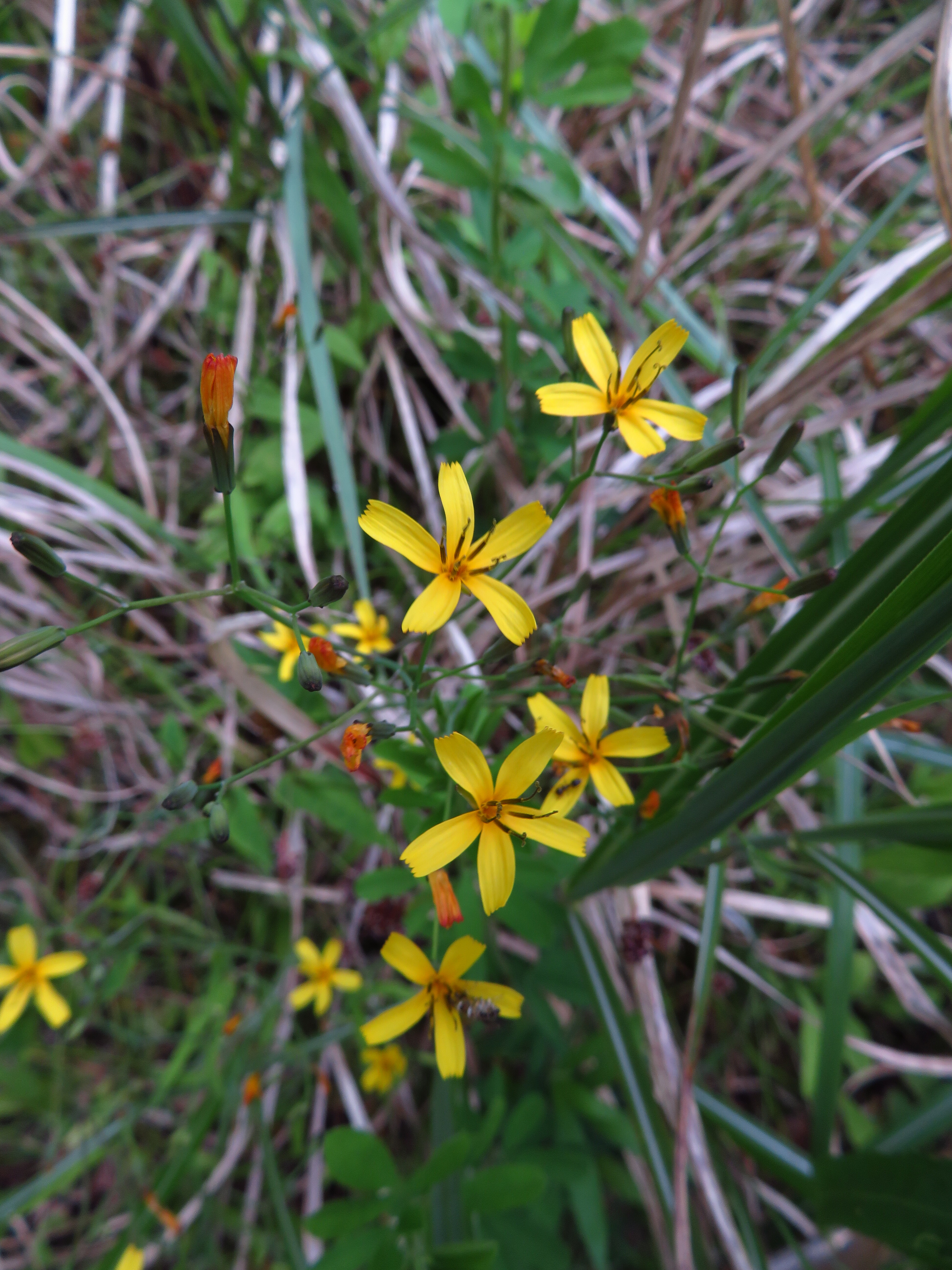 林道の植物観察 うらさんの高良山 発心山 鷹取山の活動日記 Yamap ヤマップ