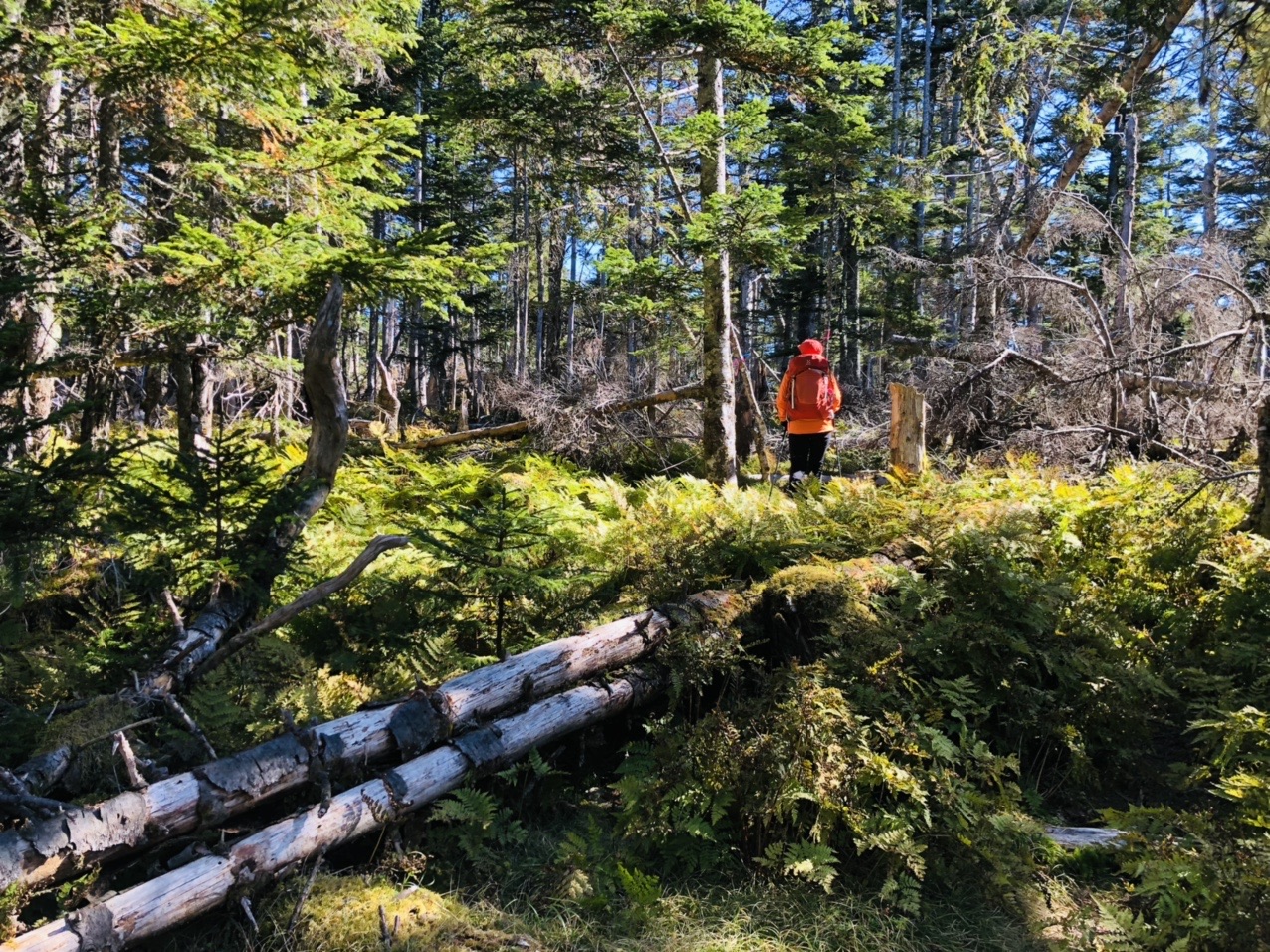 シラビソと苔の森で念願のコラボ 奥茶臼山 キノピーさんの奥茶臼山 尾高山の活動データ Yamap ヤマップ