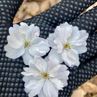 とも~youmei~𓃠‪