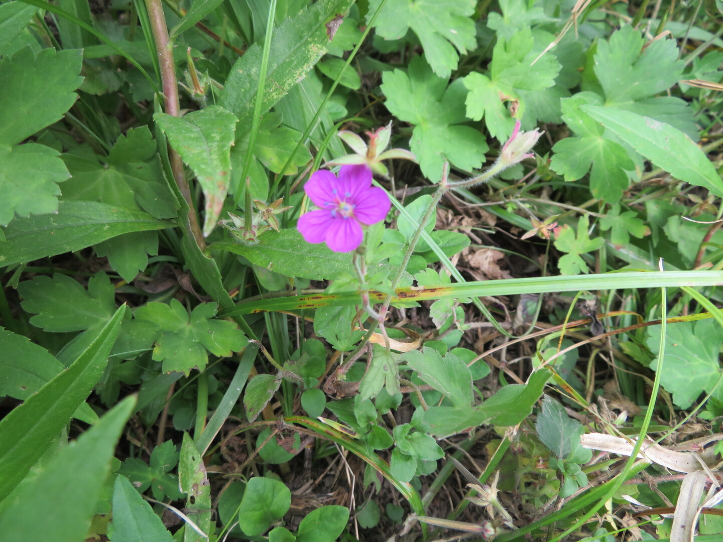 秋の花探し 平尾台 はまゆうさんの平尾台 貫山 水晶山の活動日記 Yamap ヤマップ