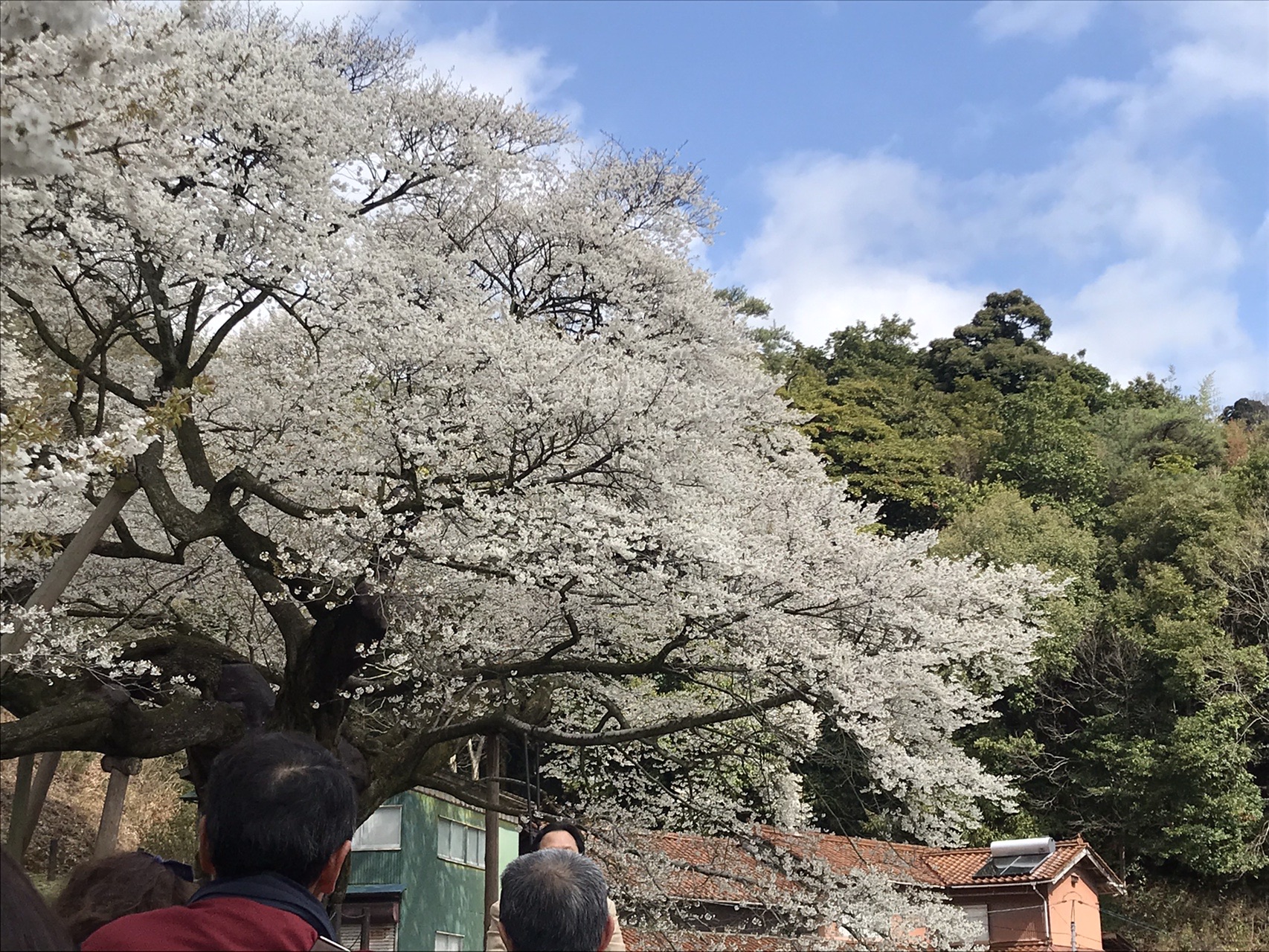 三隅大平桜が満開 03 29 なでしこさんの石見銀山 仙山 仙ノ山 大江高山の活動日記 Yamap ヤマップ