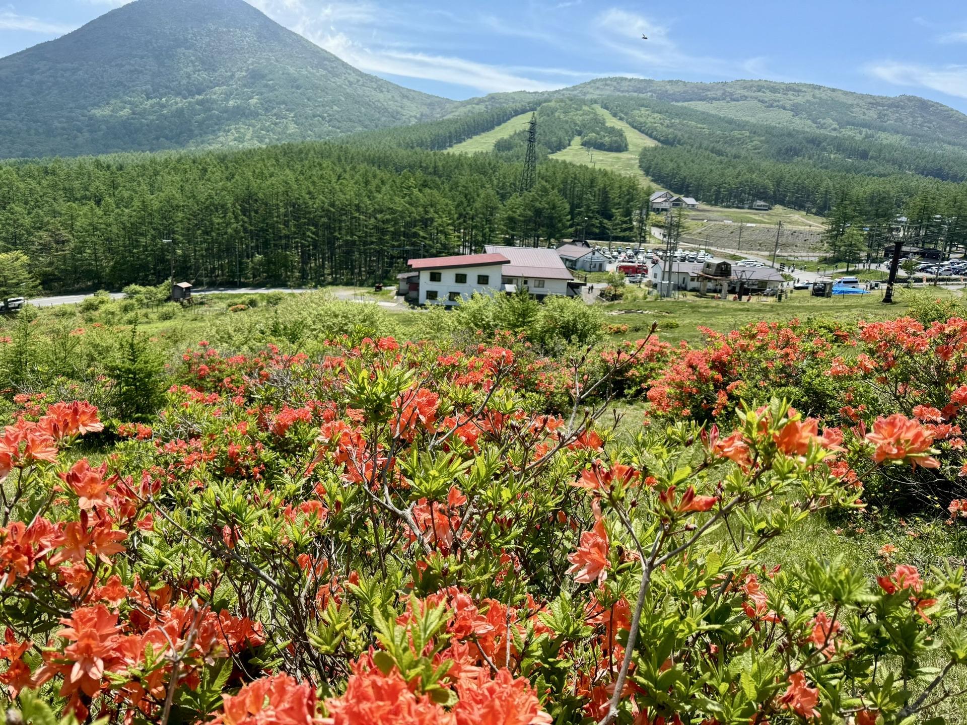 暑い！天気いい！駐車場混んでる！