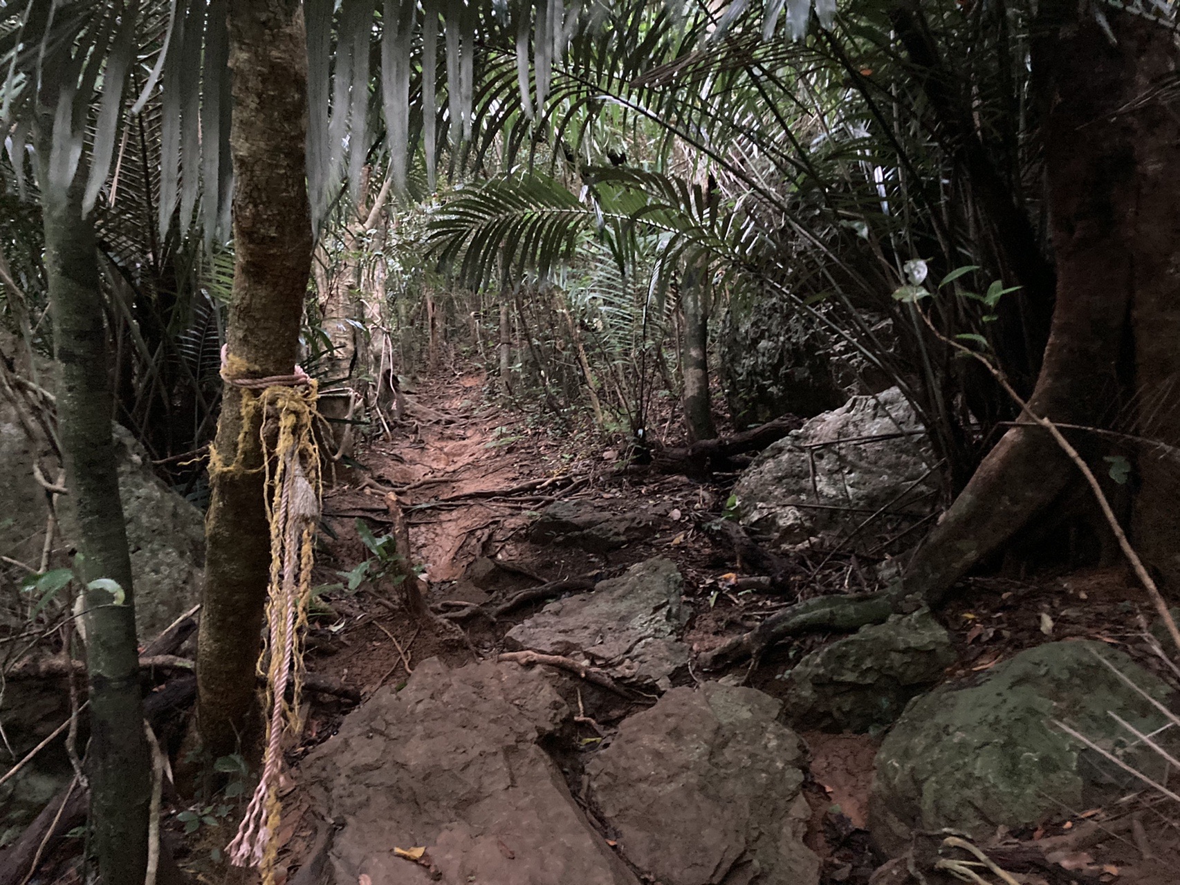 石垣島 野底岳 野底マーペー きーちさんの石垣島 北部の活動データ Yamap ヤマップ
