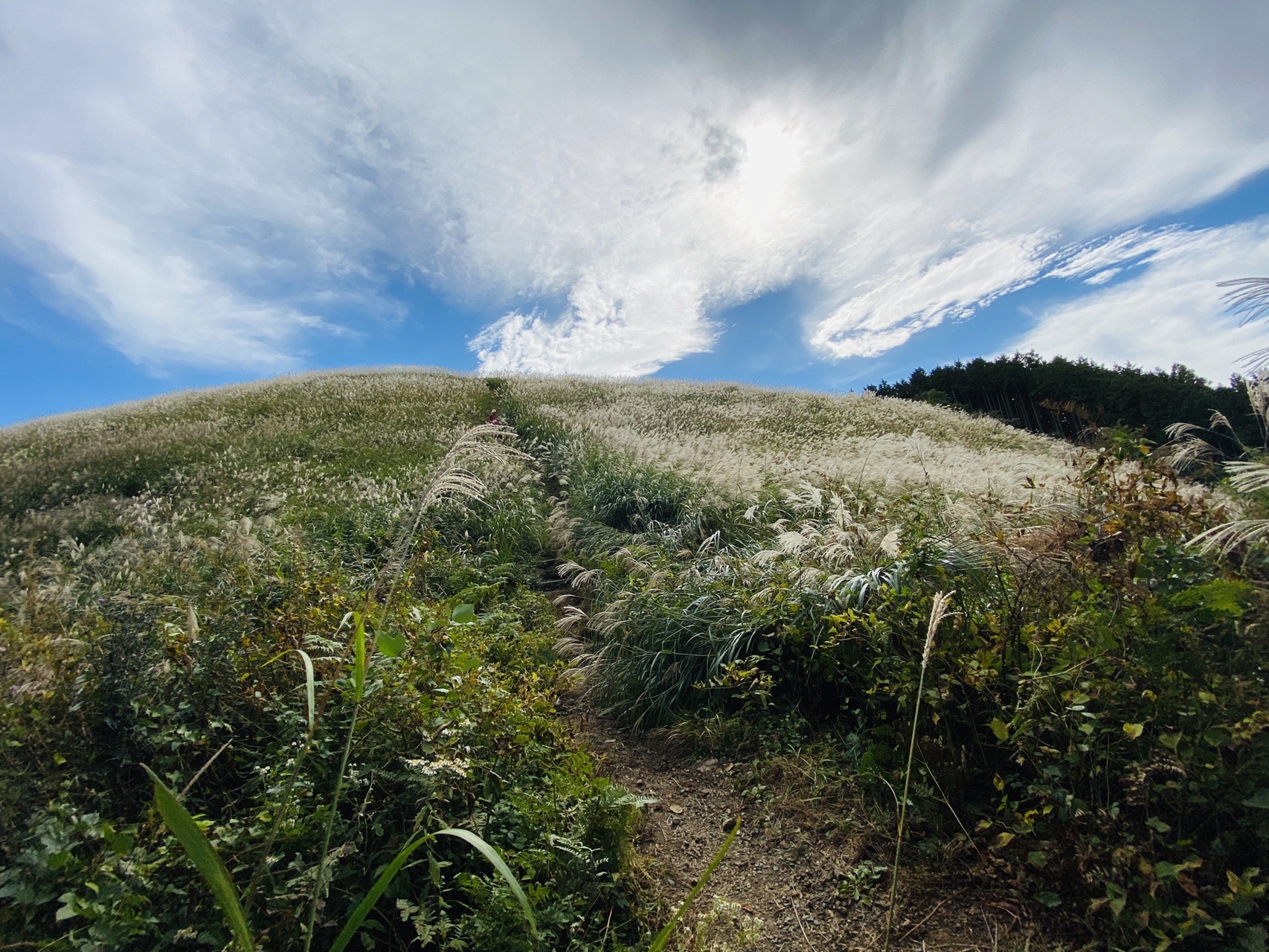 ススキの見頃 岩湧山 くうふくさんの岩湧山 一徳防山 三石山の活動データ Yamap ヤマップ