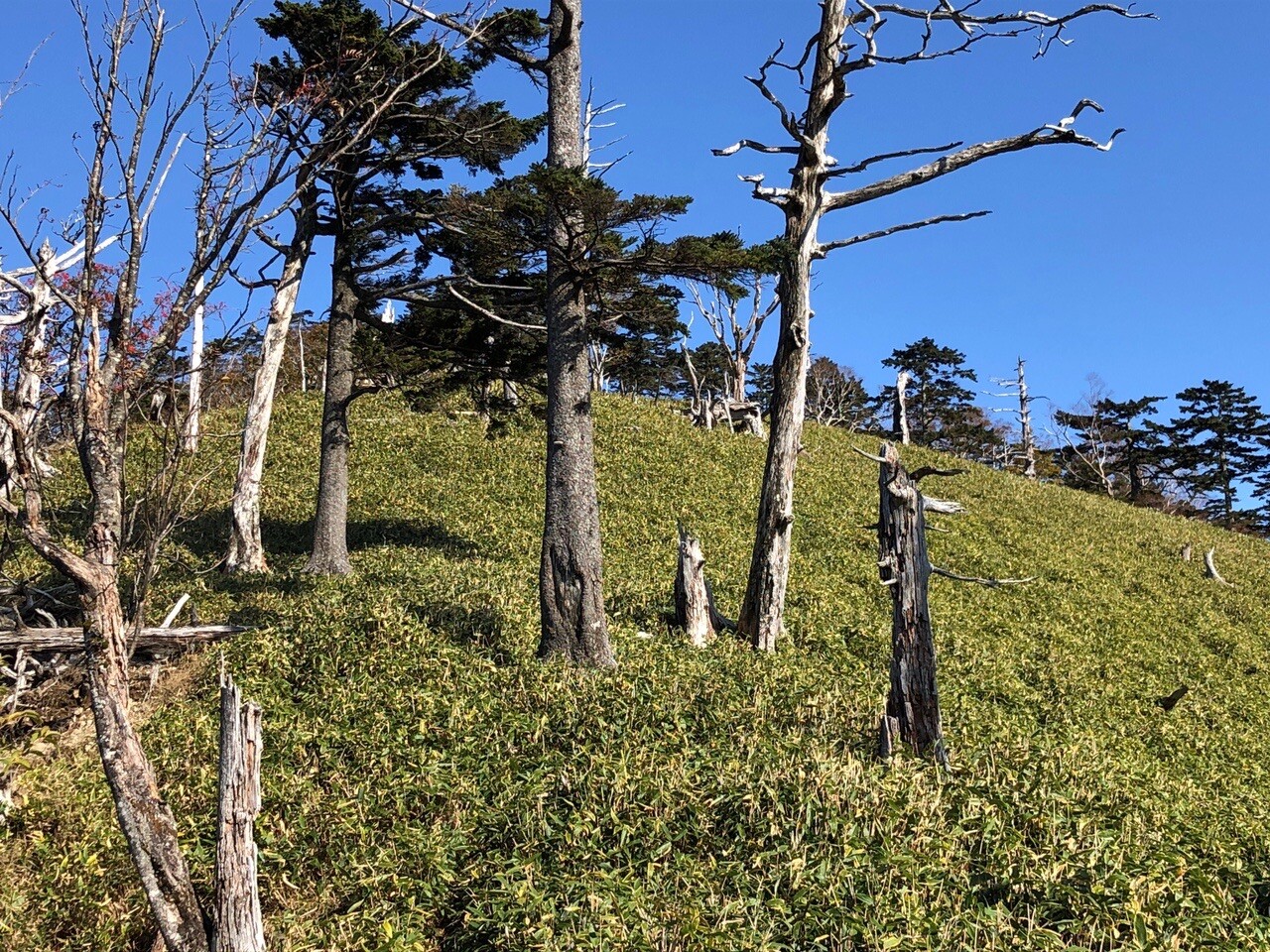 大島山・灰縄山・京丸山・高塚山・三ツ合山・鋸山・房小山・都沢山・三本栃山・イロウ山・画栃山 / かんちゃんさんの蕎麦粒山・三合山・高塚山の活動