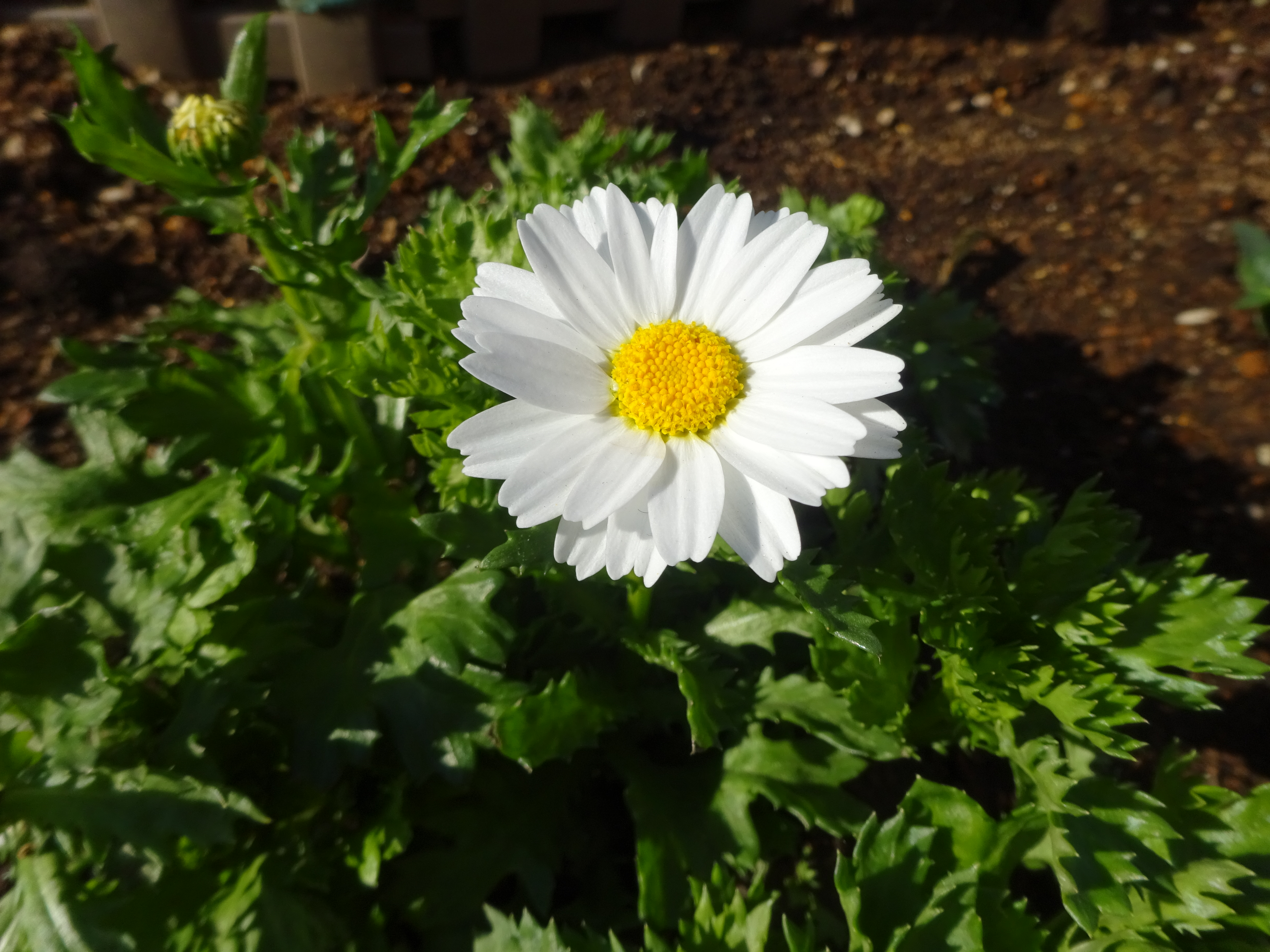 川崎市緑化センター ずおずおむさんの国分寺市の活動日記 Yamap ヤマップ