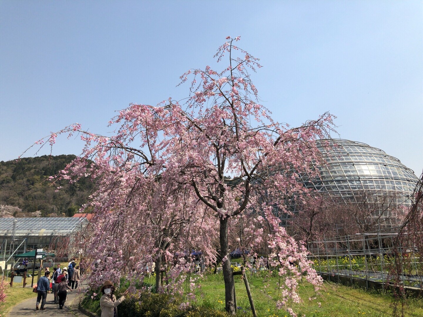 しだれ桜満開 新春の東谷山tk Fp巡り Sagさんの東谷山の活動日記 Yamap ヤマップ