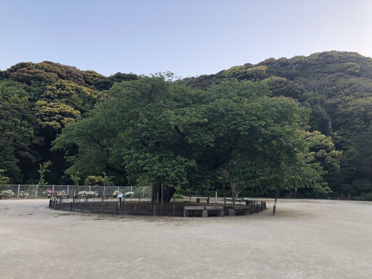 唐津市内にある衣干山さくら公園🌸 百... / よもぎさんのモーメント YAMAP / ヤマップ