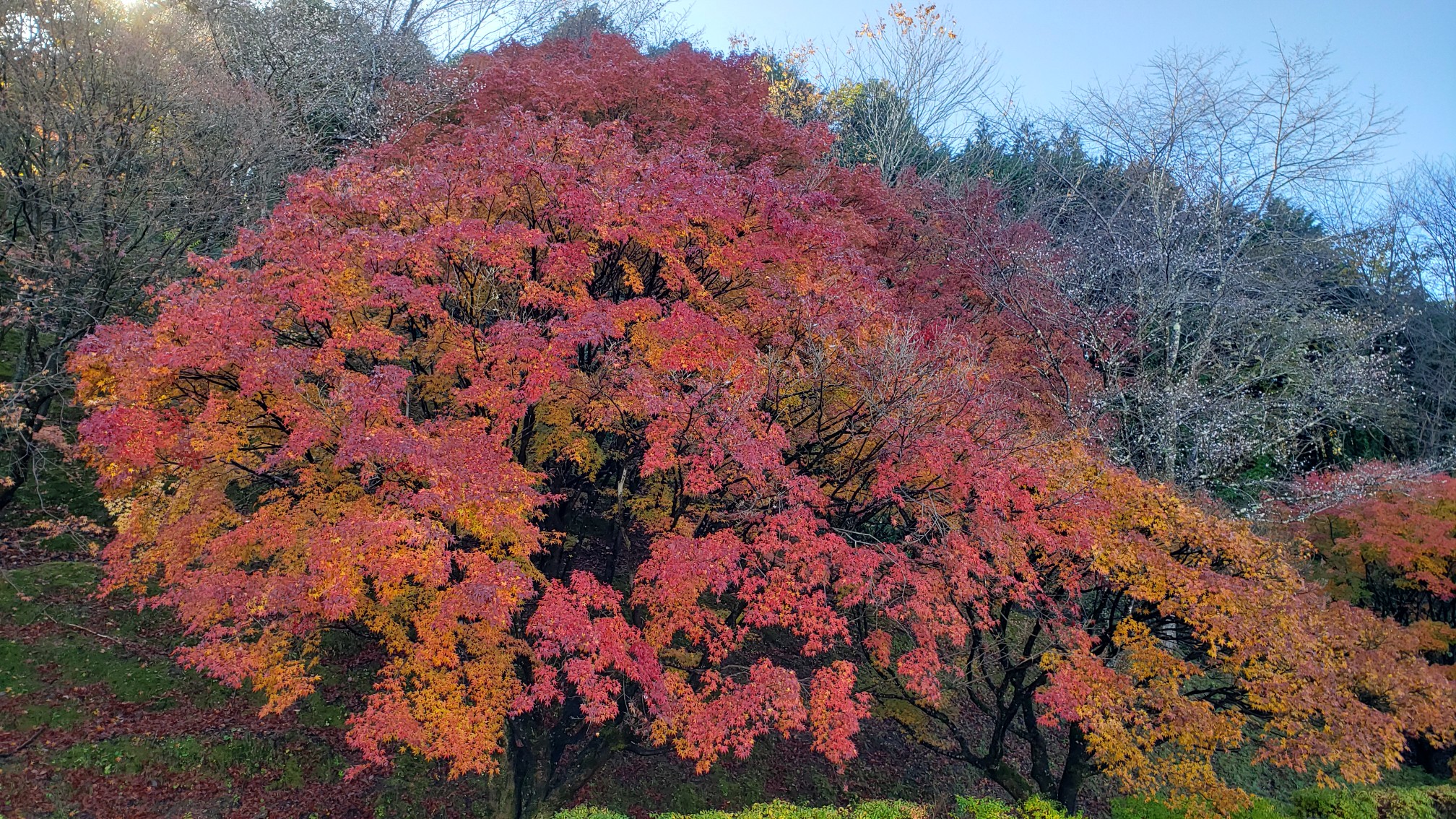 お ばら ふれあい 公園