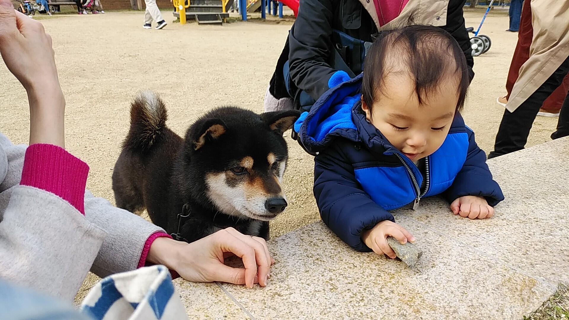 黒シバくん 三石山の吊り橋は やっさんさんの岩湧山 一徳防山 三石山の活動日記 Yamap ヤマップ