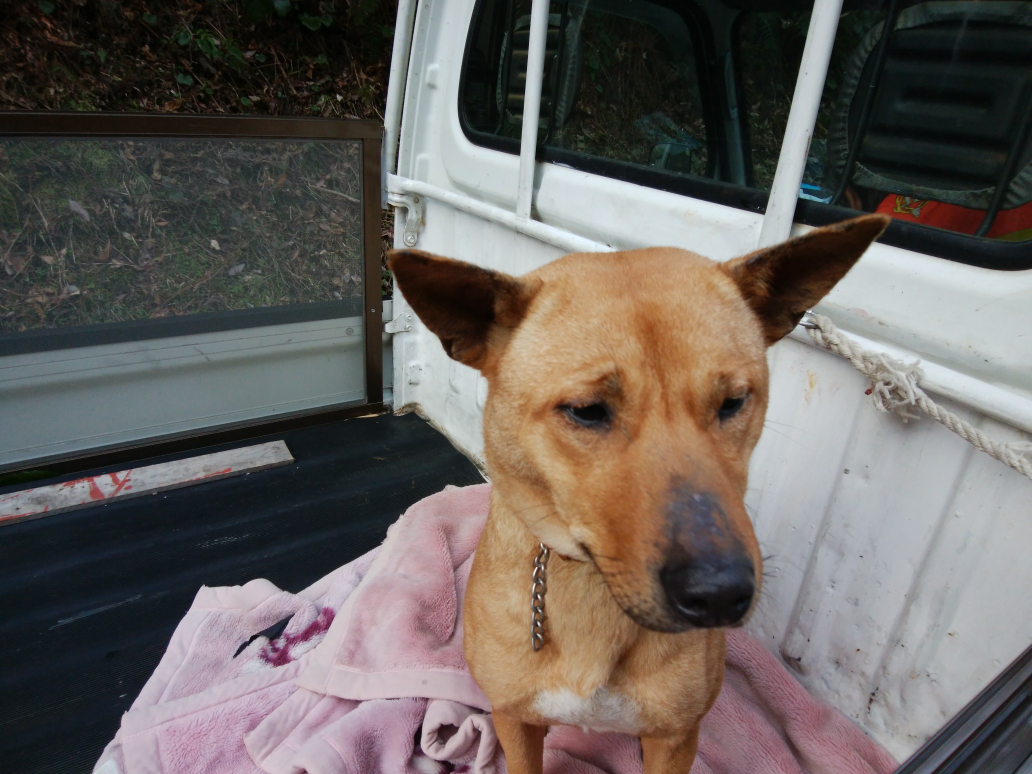 三回目 イノシシ狩り 探しても見つからず えのさんの脊振山 金山の活動日記 Yamap ヤマップ