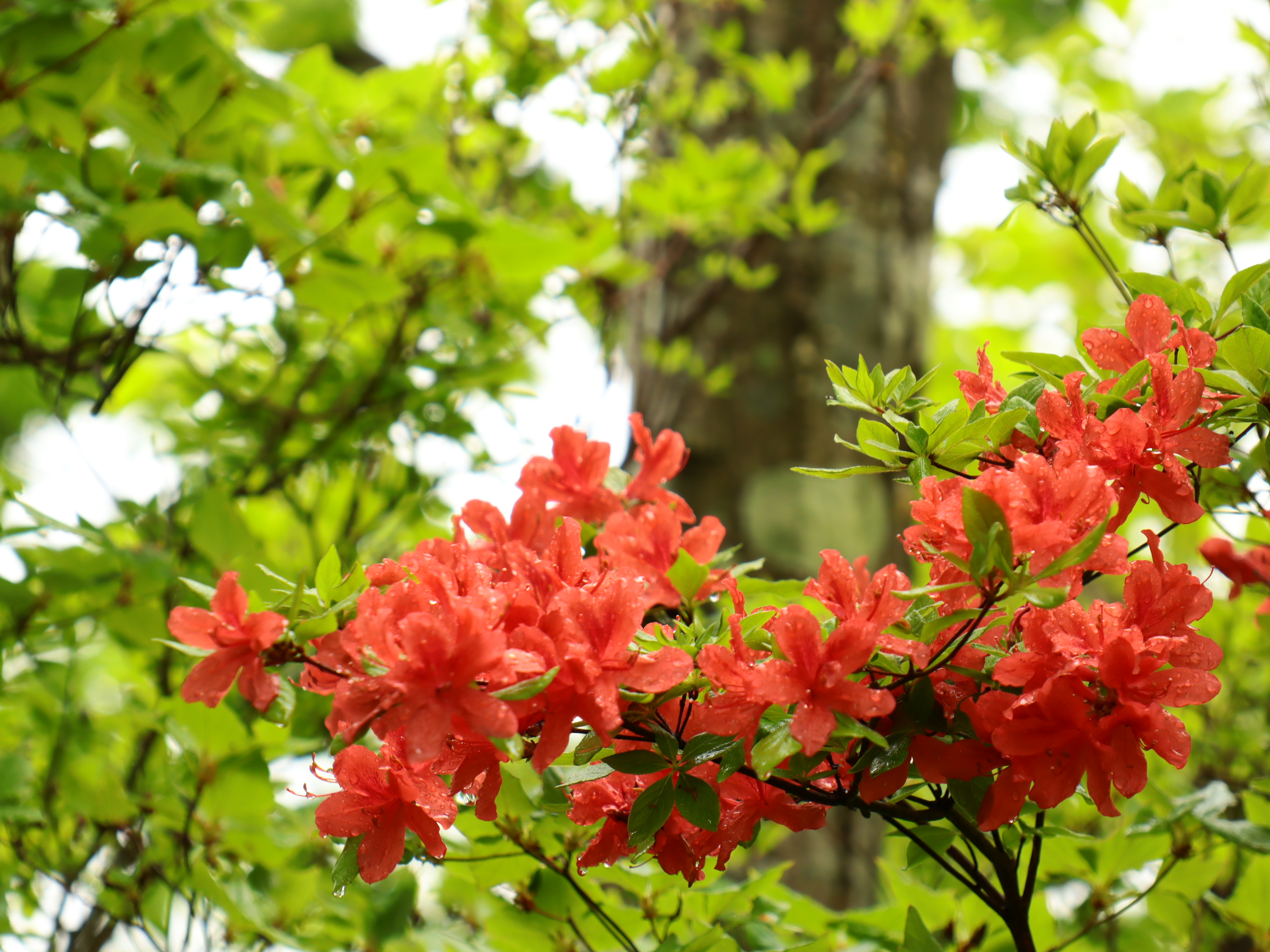ツツジ見物 大猿川周回尾根 赤城山 ざどじぃさんの赤城山 黒檜山 荒山の活動データ Yamap ヤマップ