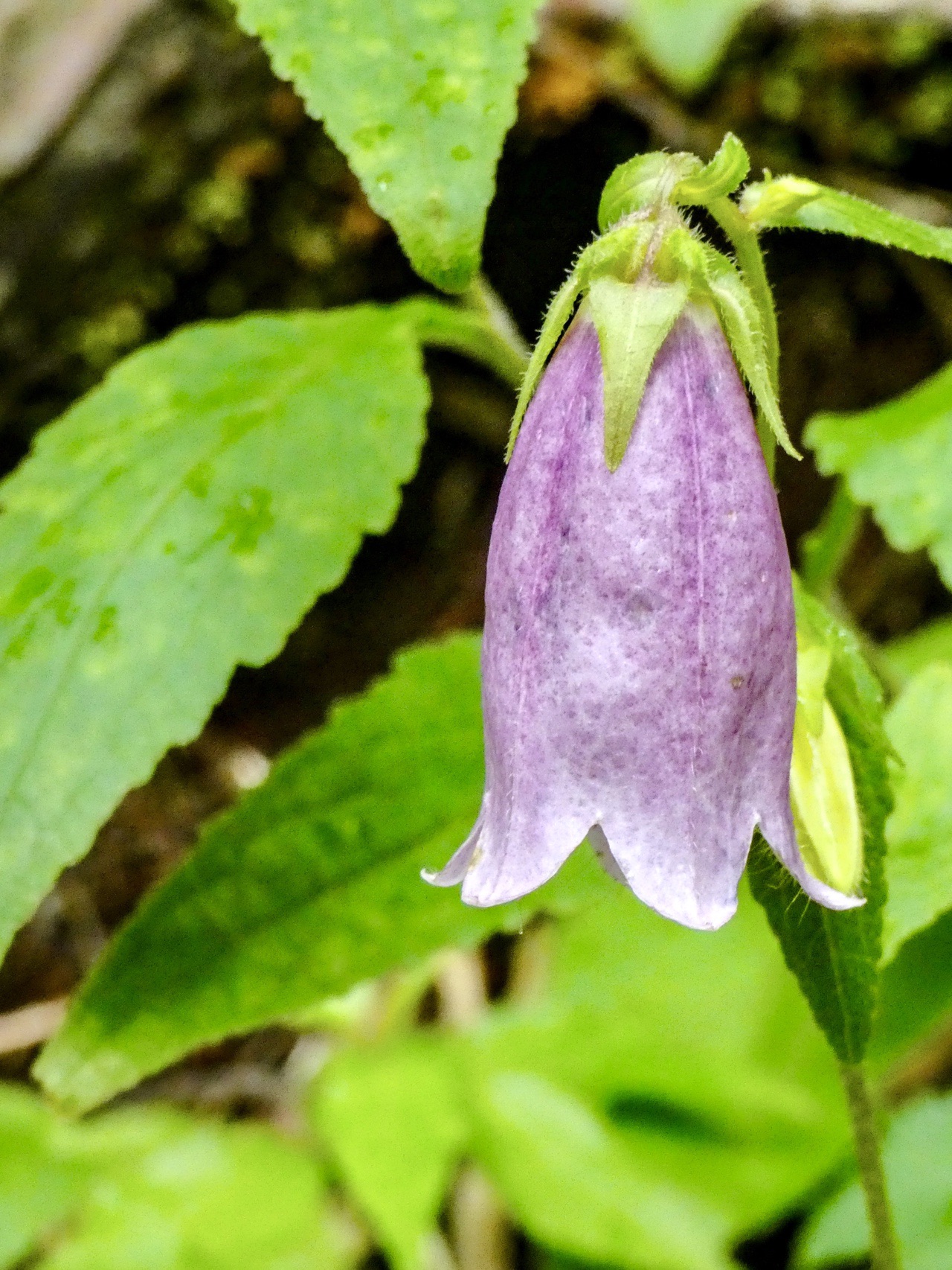 雨の箱根丸岳で雲の海を堪能 乙女 長尾と進むも本降りの雨で湖尻縦走は断念 Merrystyletさんの箱根山 神山の活動日記 Yamap ヤマップ