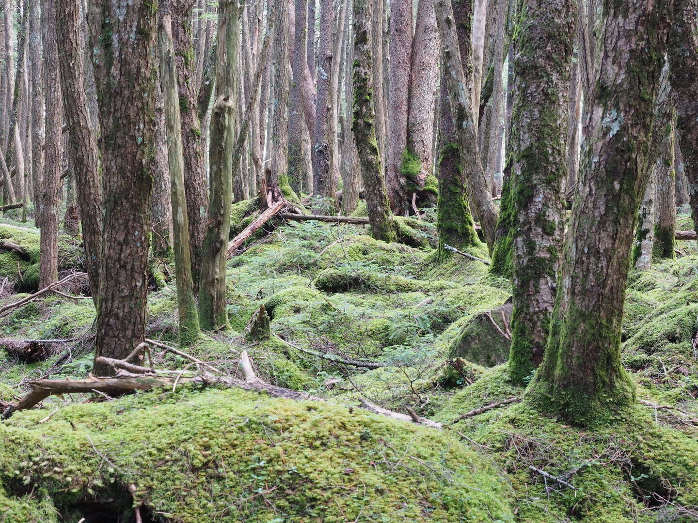 苔の世界へ 八ヶ岳 白駒池 高見石 黒百合ヒュッテ 天狗岳 にゅう 19 08 10 11 あっくんさんの八ヶ岳 赤岳 硫黄岳 天狗岳 の活動日記 Yamap ヤマップ