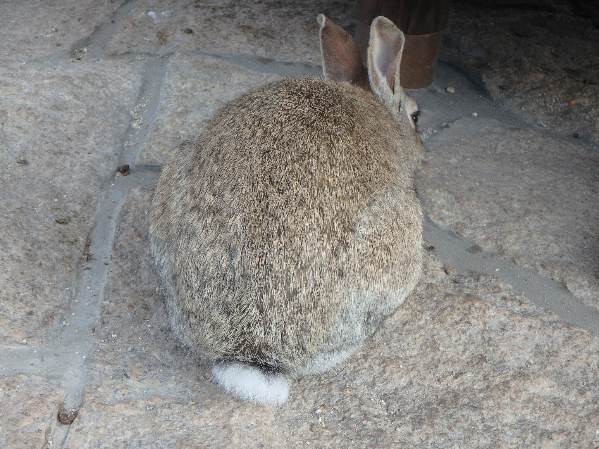 うさぎ島でまさかの途中撤退 けんさんの鷲ヶ頭山の活動日記 Yamap ヤマップ