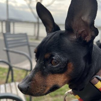 Mini pin La Sportiva