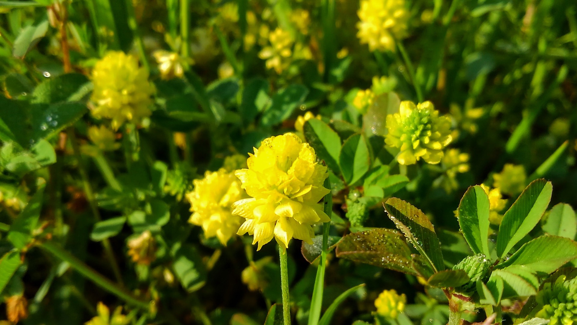油ヶ淵 散歩４ ふくちゃんさんの茶臼山 西尾市 万灯山の活動日記 Yamap ヤマップ