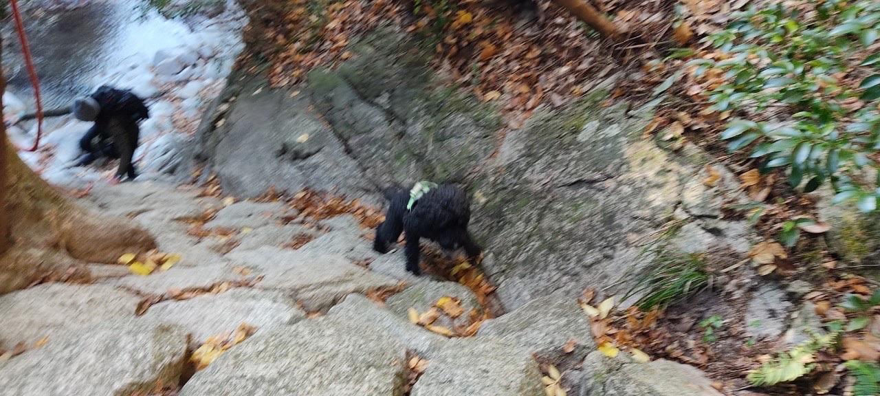 釈迦ヶ岳 おじいちゃん犬、頑張りました！