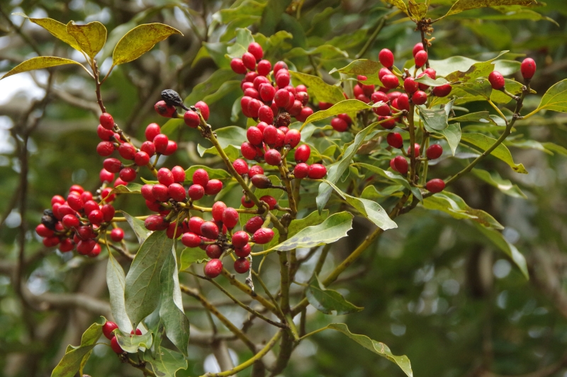 滋賀のお山の草木の実たち 鈴鹿 比良 伊吹の果実特集 ヤマノボラー Minaphmさんの琵琶湖 北側の活動日記 Yamap ヤマップ