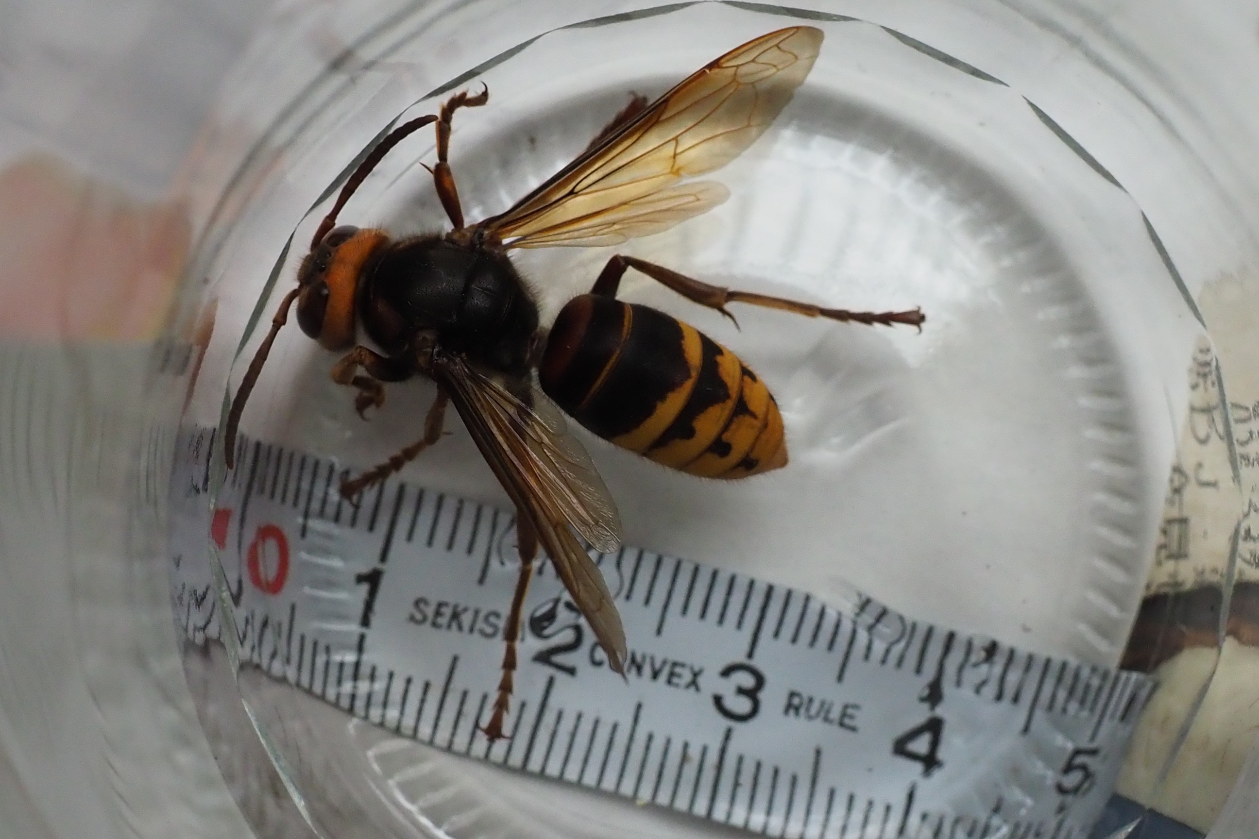 木六山・銀次郎山 9/14 スズメバチですよね多分
自分を刺したやつです
