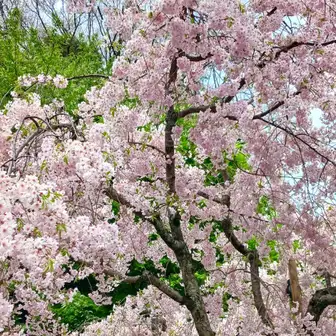 有馬温泉はまだまだ綺麗な桜も🌸
