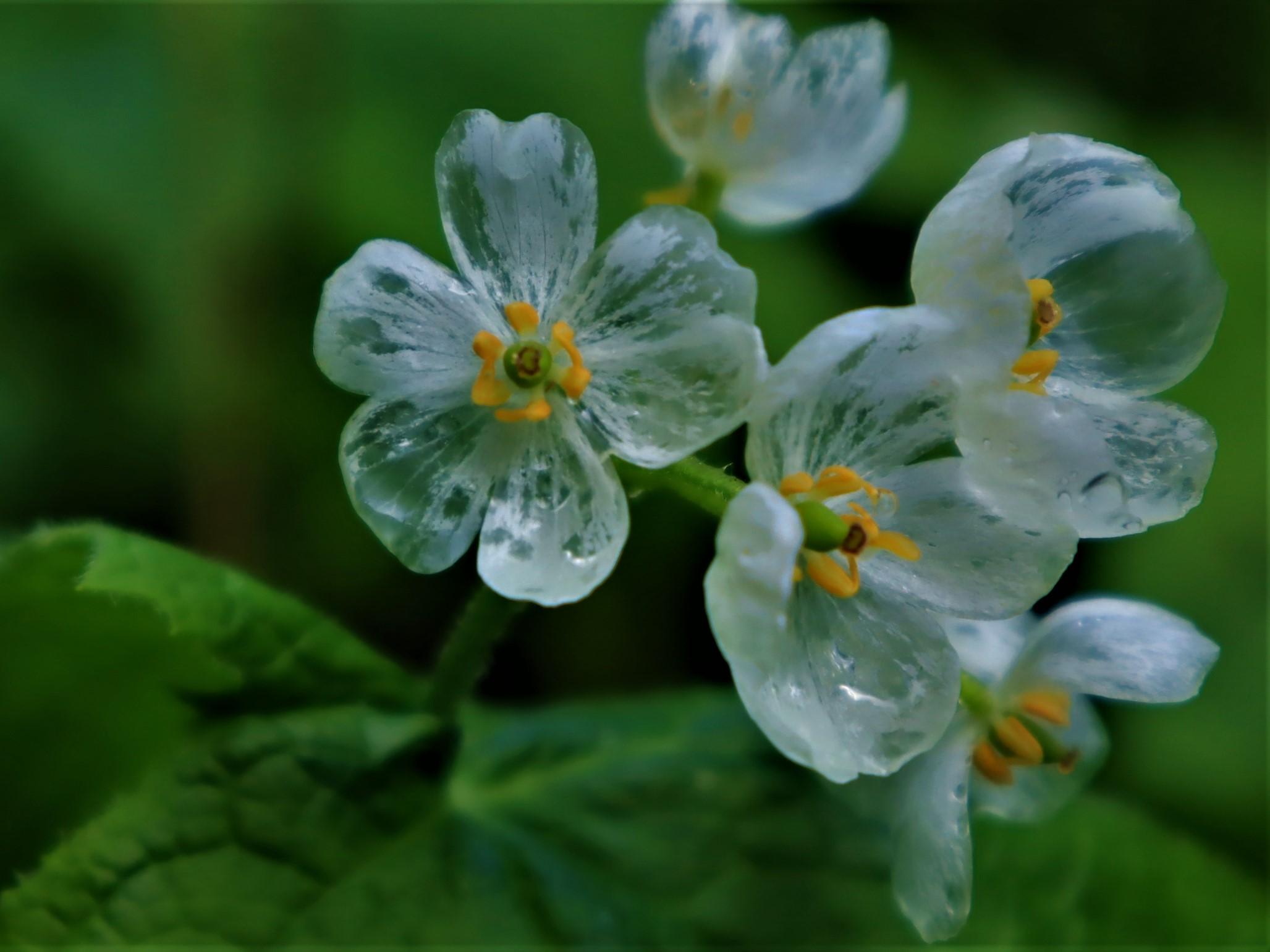 スケルトンフラワー 籾糠山 / ぴっぴさんの籾糠山の活動データ | YAMAP