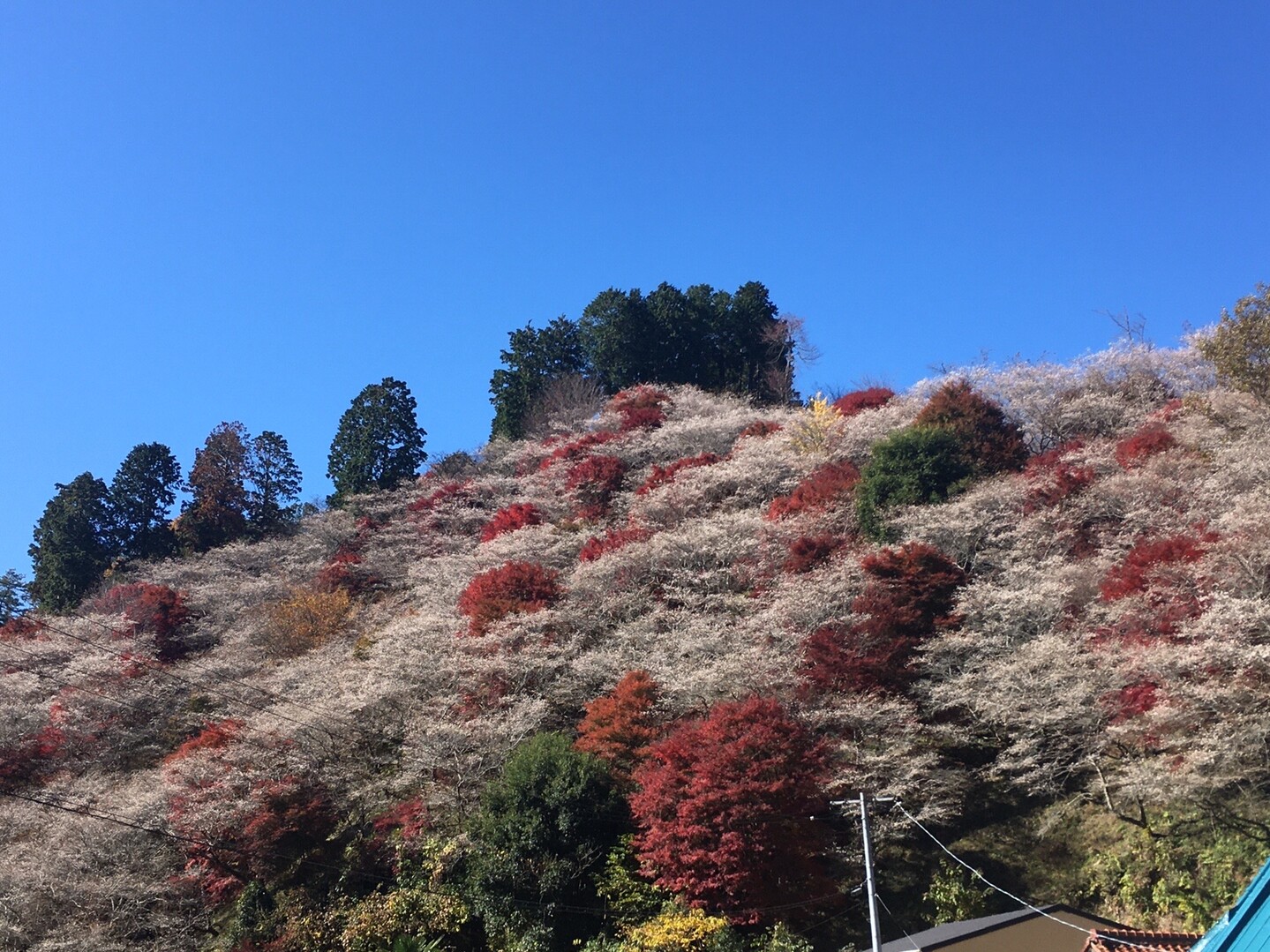 川見四季桜の里 愛知県旧小原村 19 11 23 Yamaoziさんの御在所岳 御在所山 雨乞岳の活動データ Yamap ヤマップ