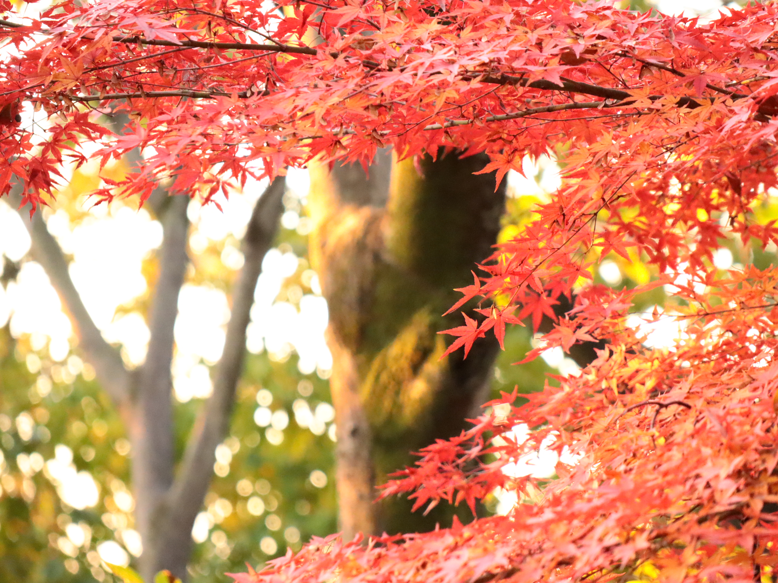 恒例 両崖山 行道山ハイキング 今年の浄因寺の紅葉は 栃木百名山 ざどじぃさんの両崖山 仙人ヶ岳 石尊山の活動日記 Yamap ヤマップ