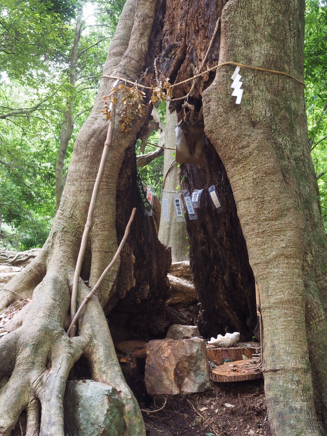 飯能にいるカモ これは行くシカない 天覧山 多峯主山 天覚山の写真30枚目 大きな木のウロのなかに なにかあるぞ Yamap ヤマップ