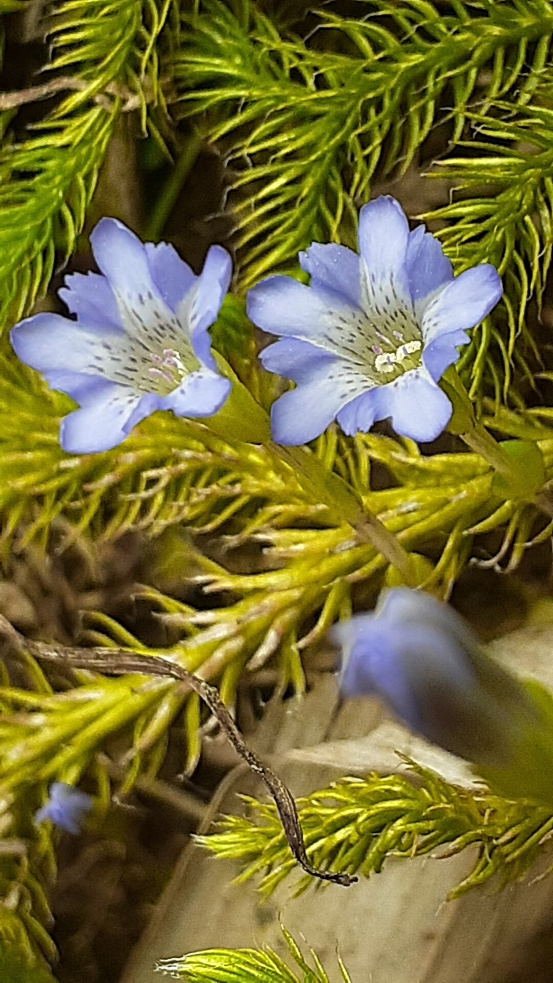念願の平標山のお花畑に 仙ノ倉山 平標山 大源太山の写真52枚目 リンドウの種類も よくわかりません Yamap ヤマップ