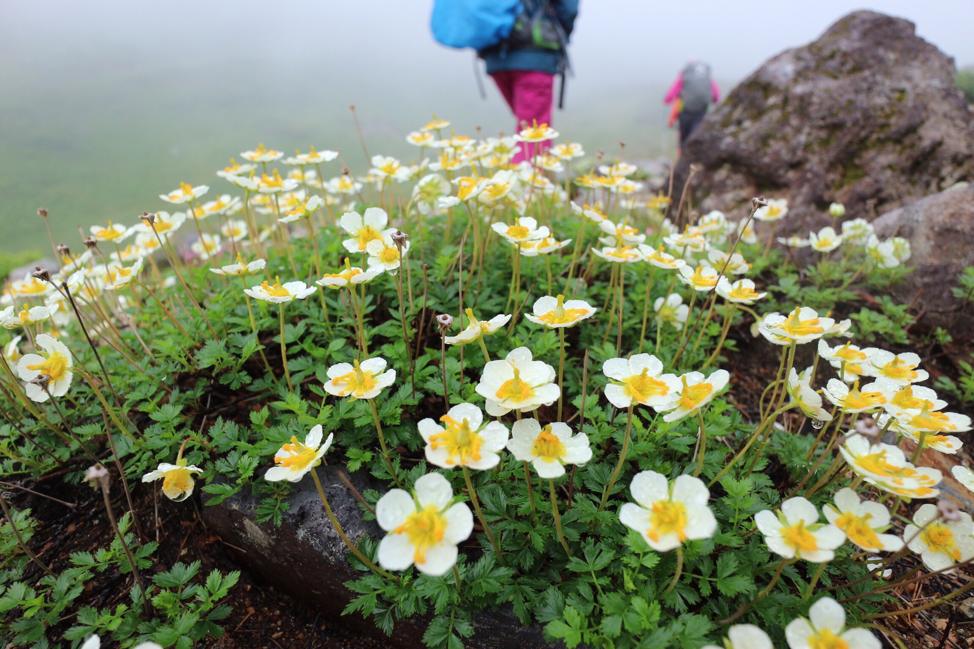 魅力溢れる神の道 3年越しのチョウノスケソウ19 07 28 Sacchonさんの立山 雄山 浄土山の活動データ Yamap ヤマップ