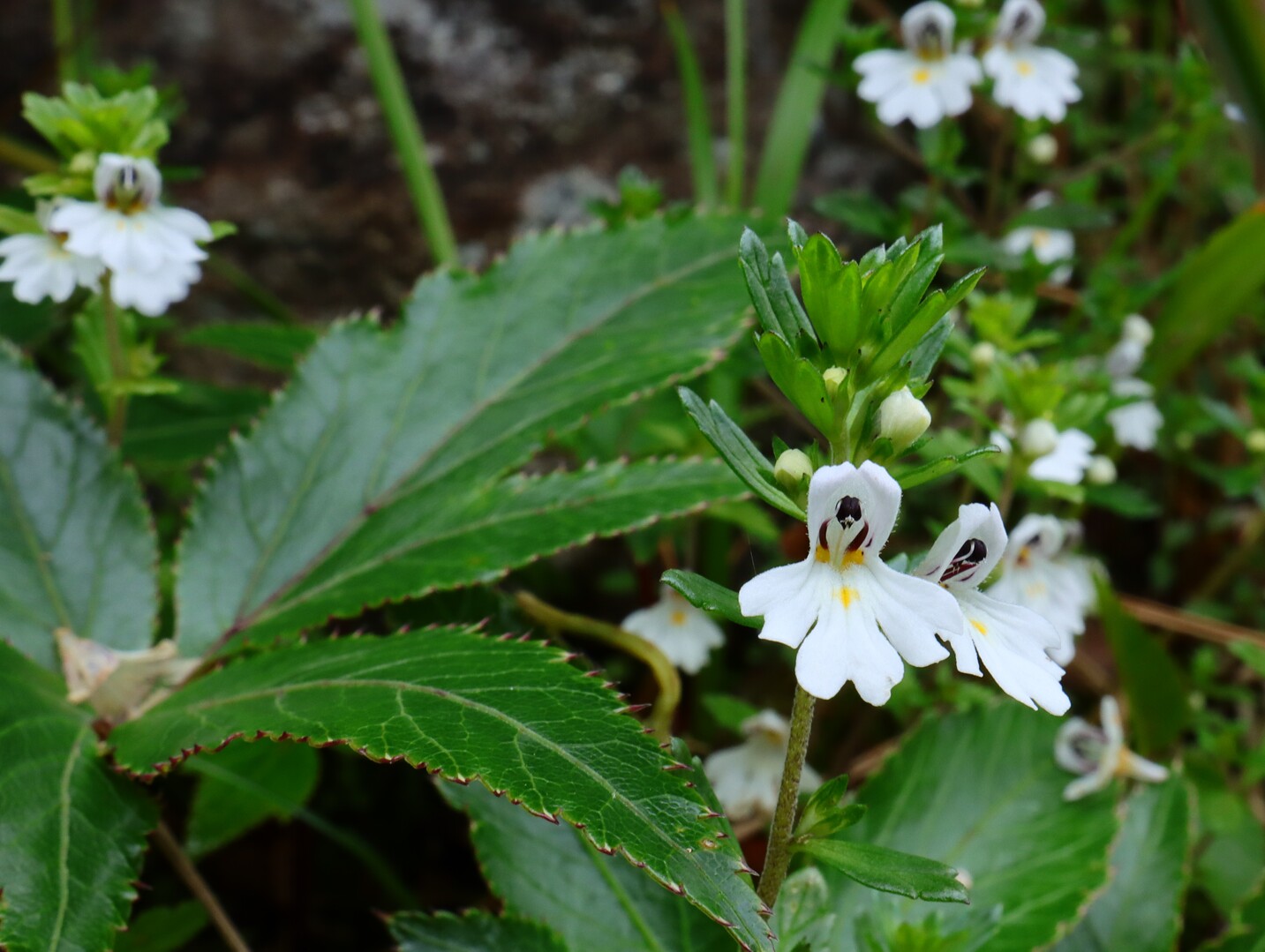 霧の中の谷川岳に咲く高山植物 谷川岳 七ツ小屋山 大源太山の写真25枚目 なんの花でしょうか Yamap ヤマップ